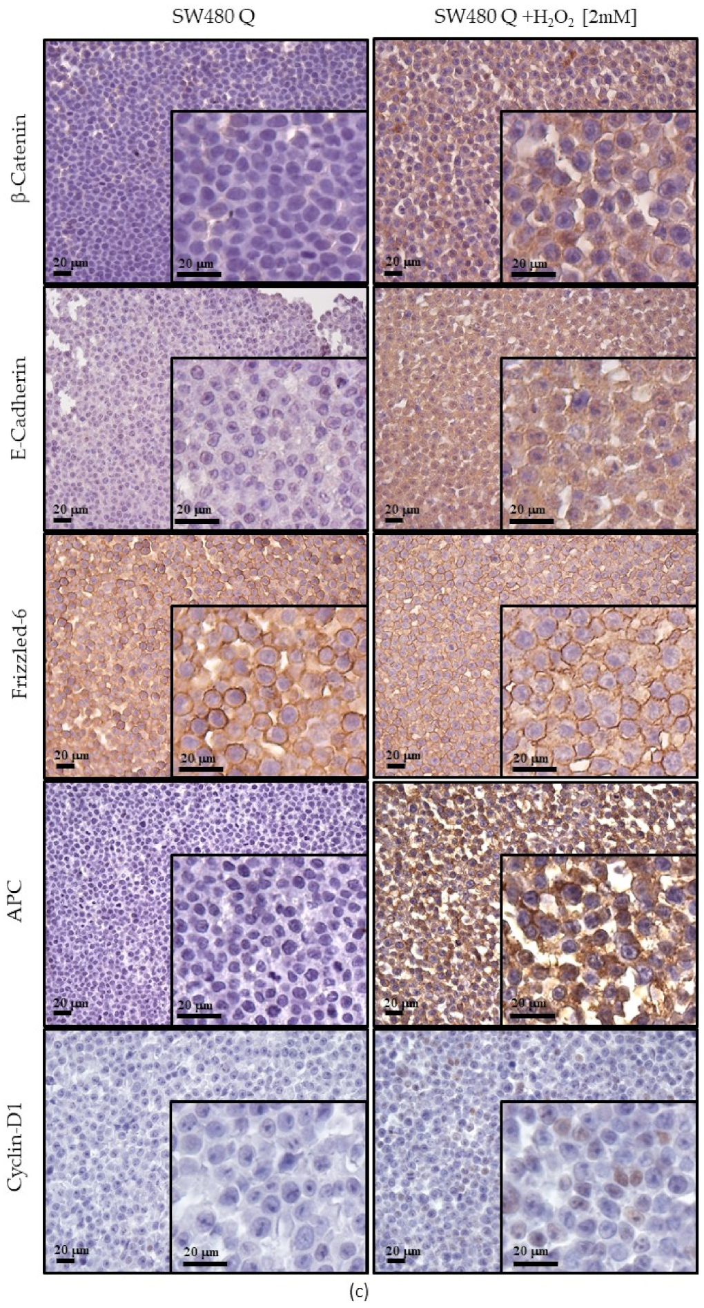 Cancers 13 06045 g007c