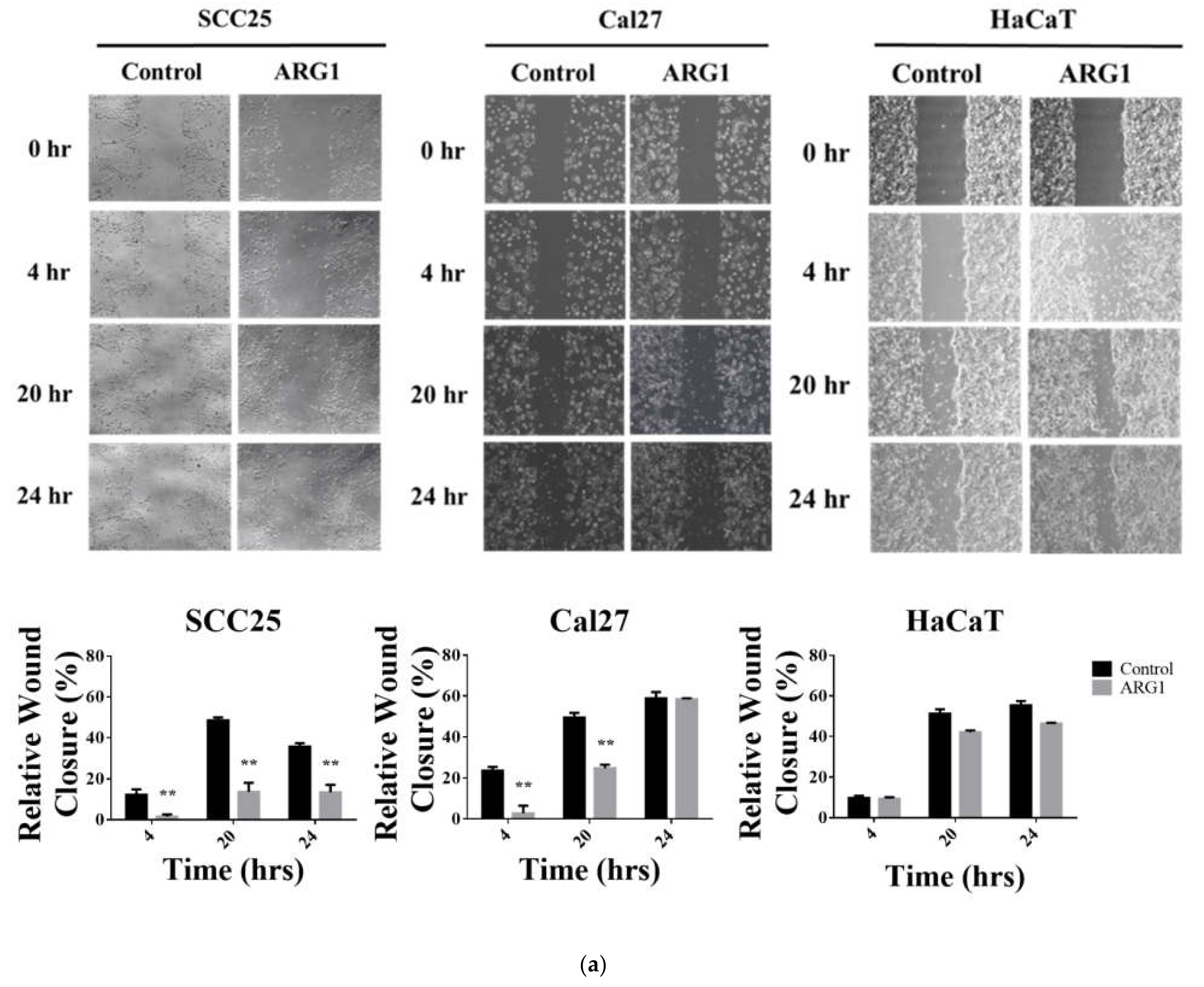 Cancers 13 06068 g003a