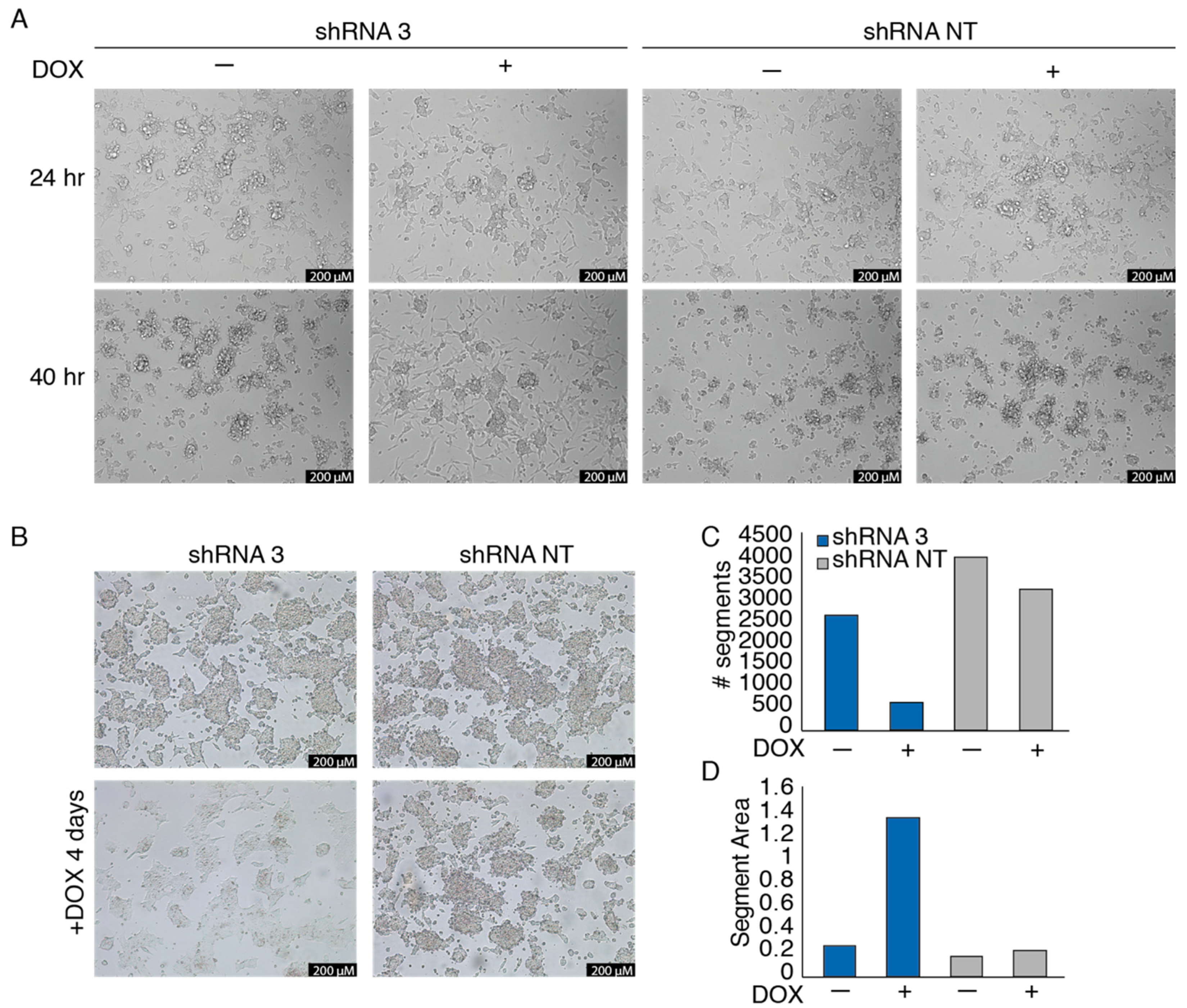 Cancers 13 06072 g003