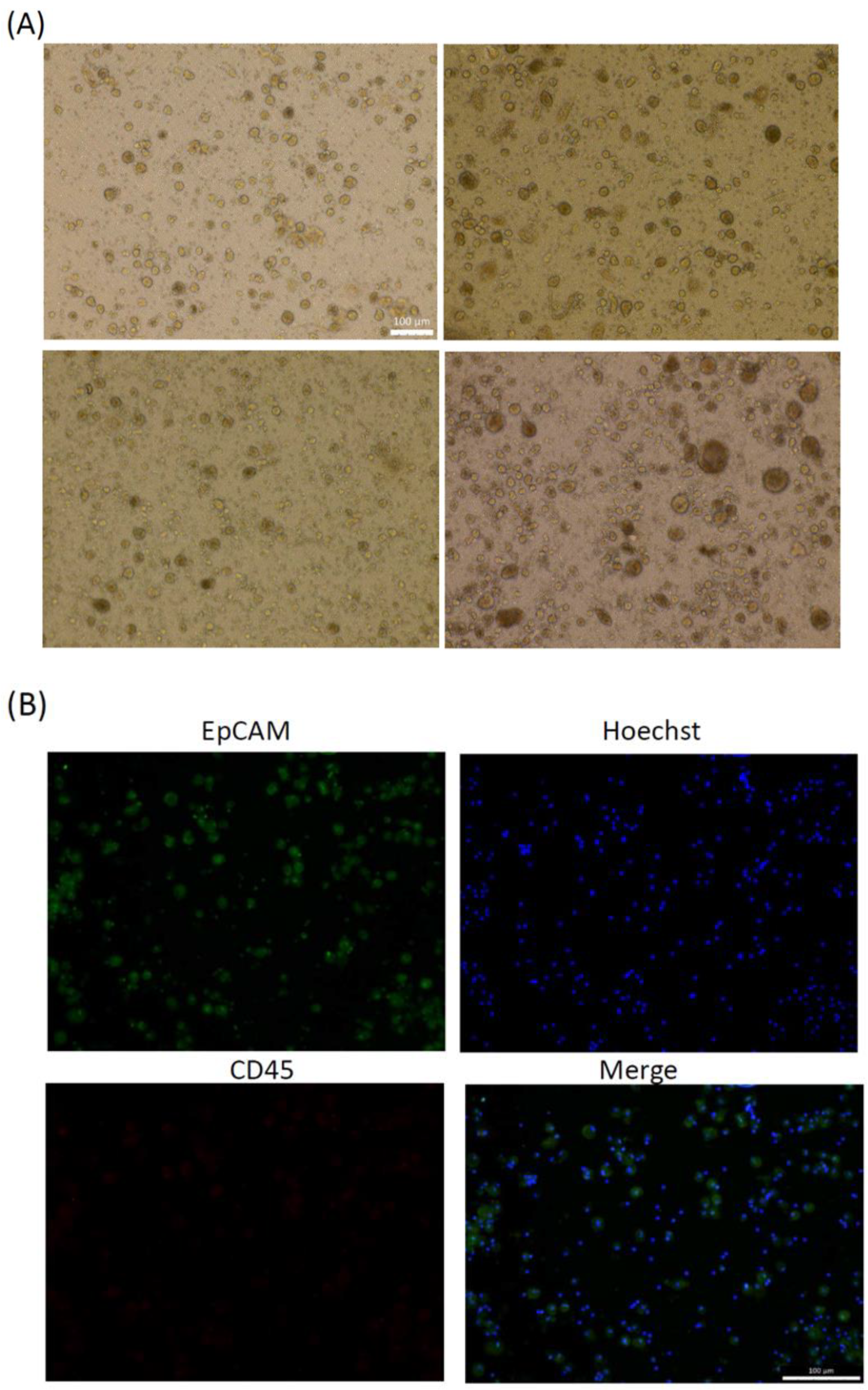 Cancers 13 06076 g002