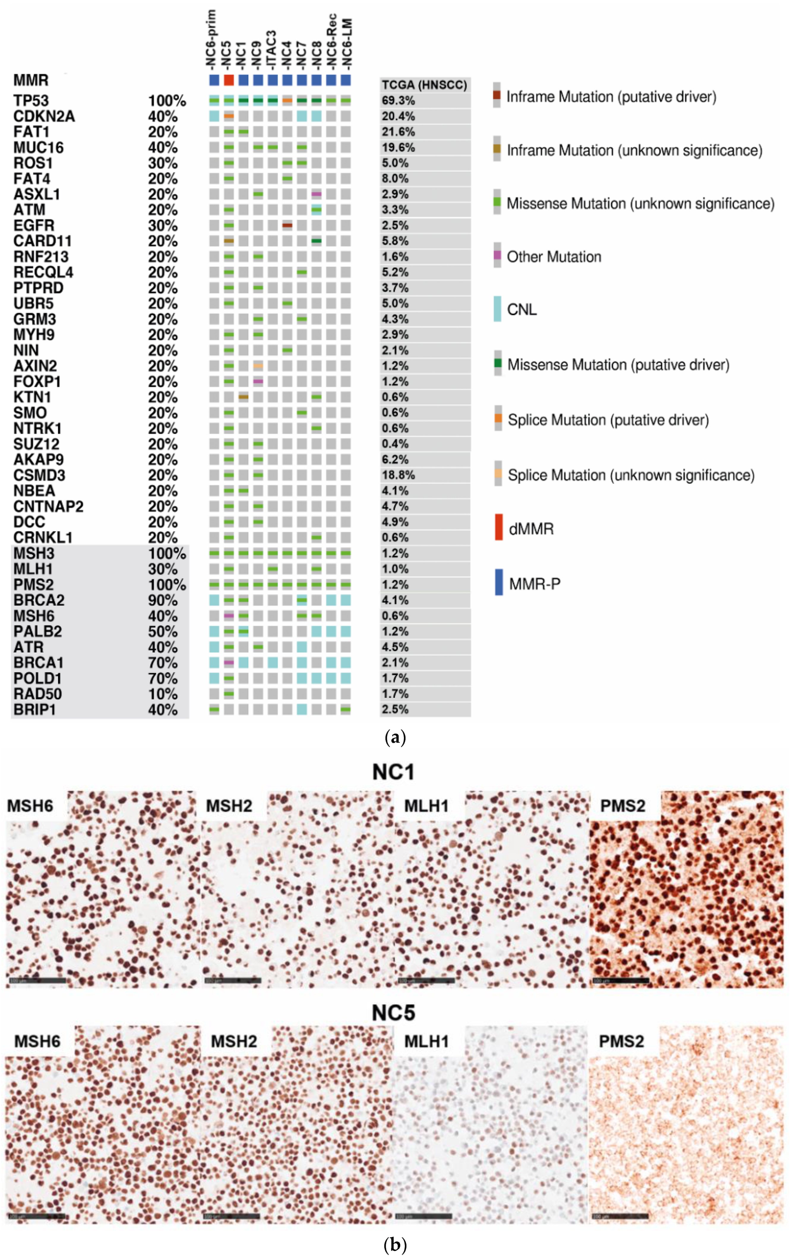 Cancers 13 06081 g002