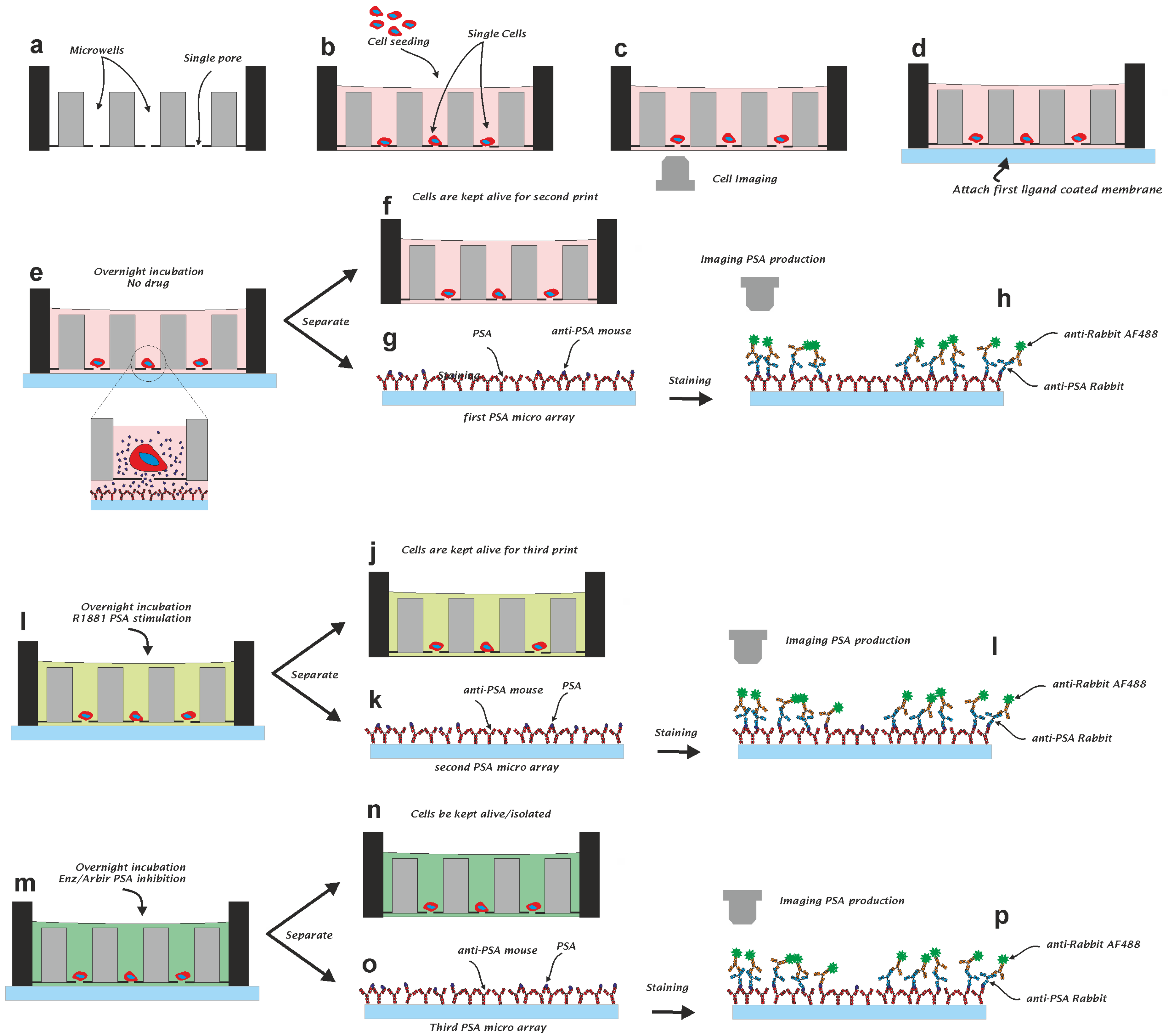 Cancers 13 06083 g001