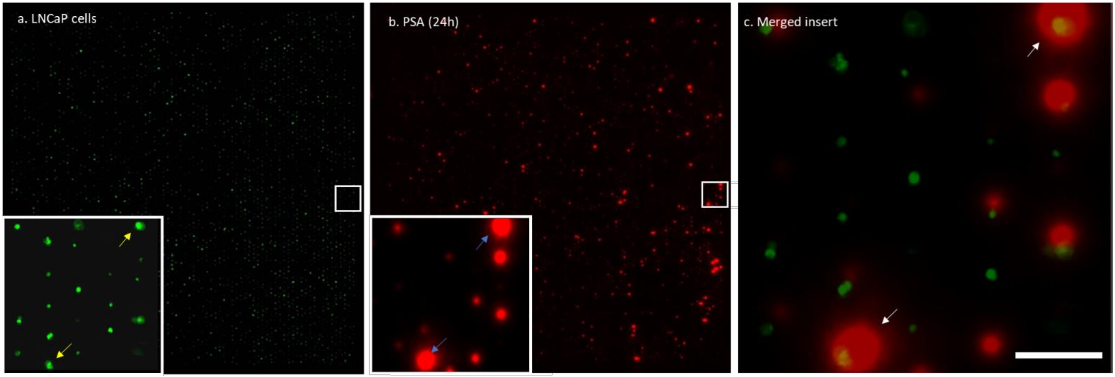 Cancers 13 06083 g003