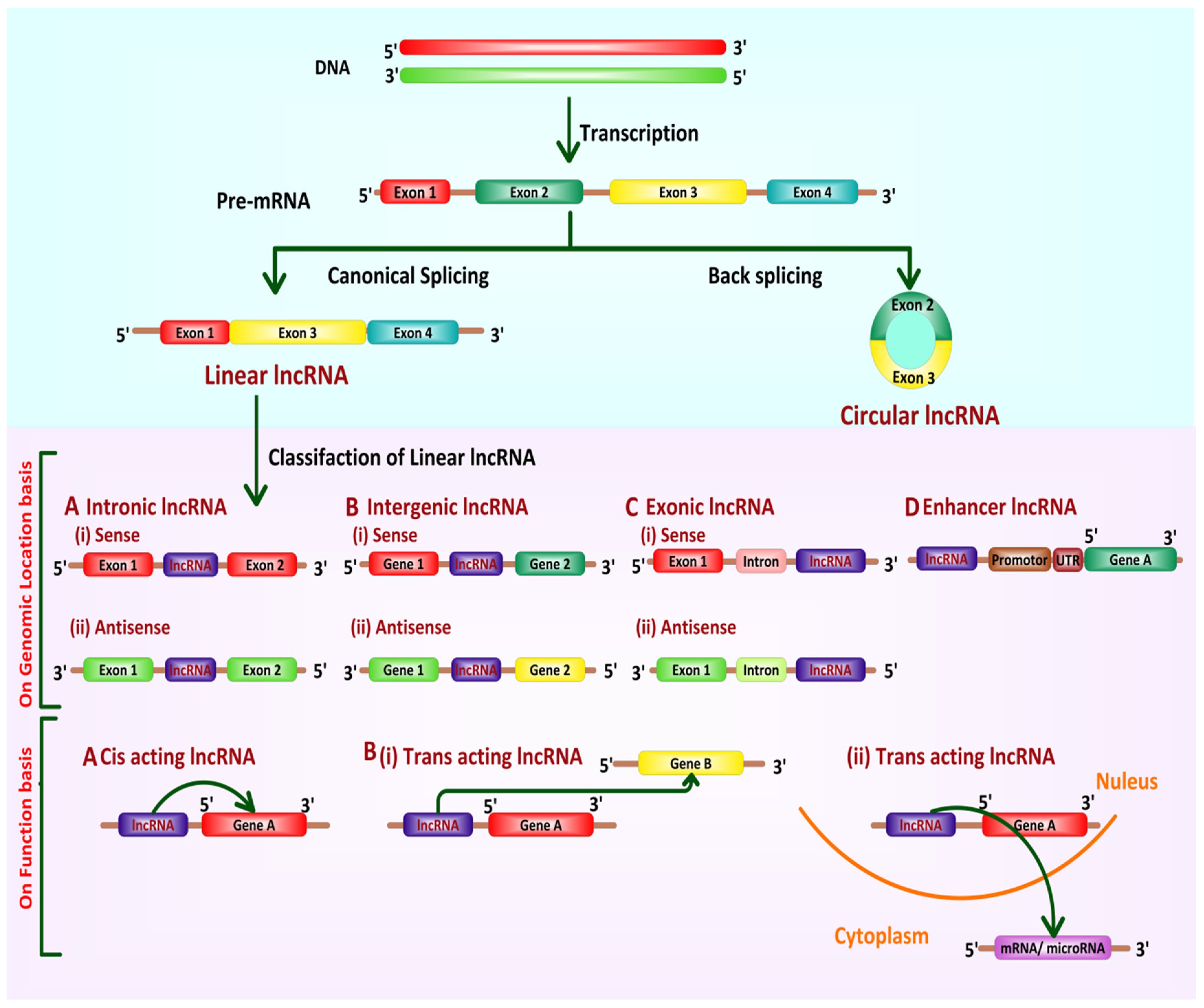 Cancers 13 06102 g002