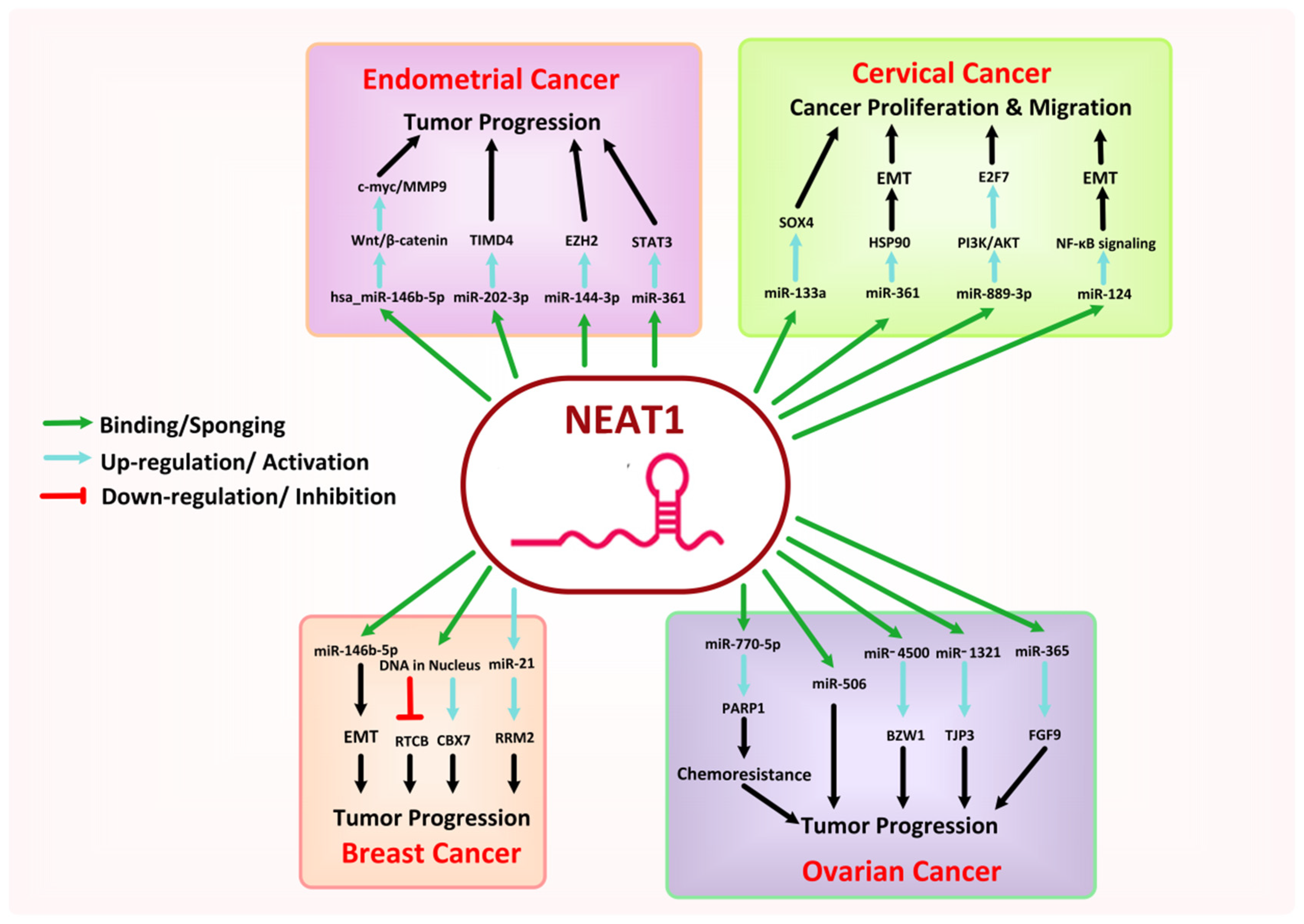 Cancers 13 06102 g005