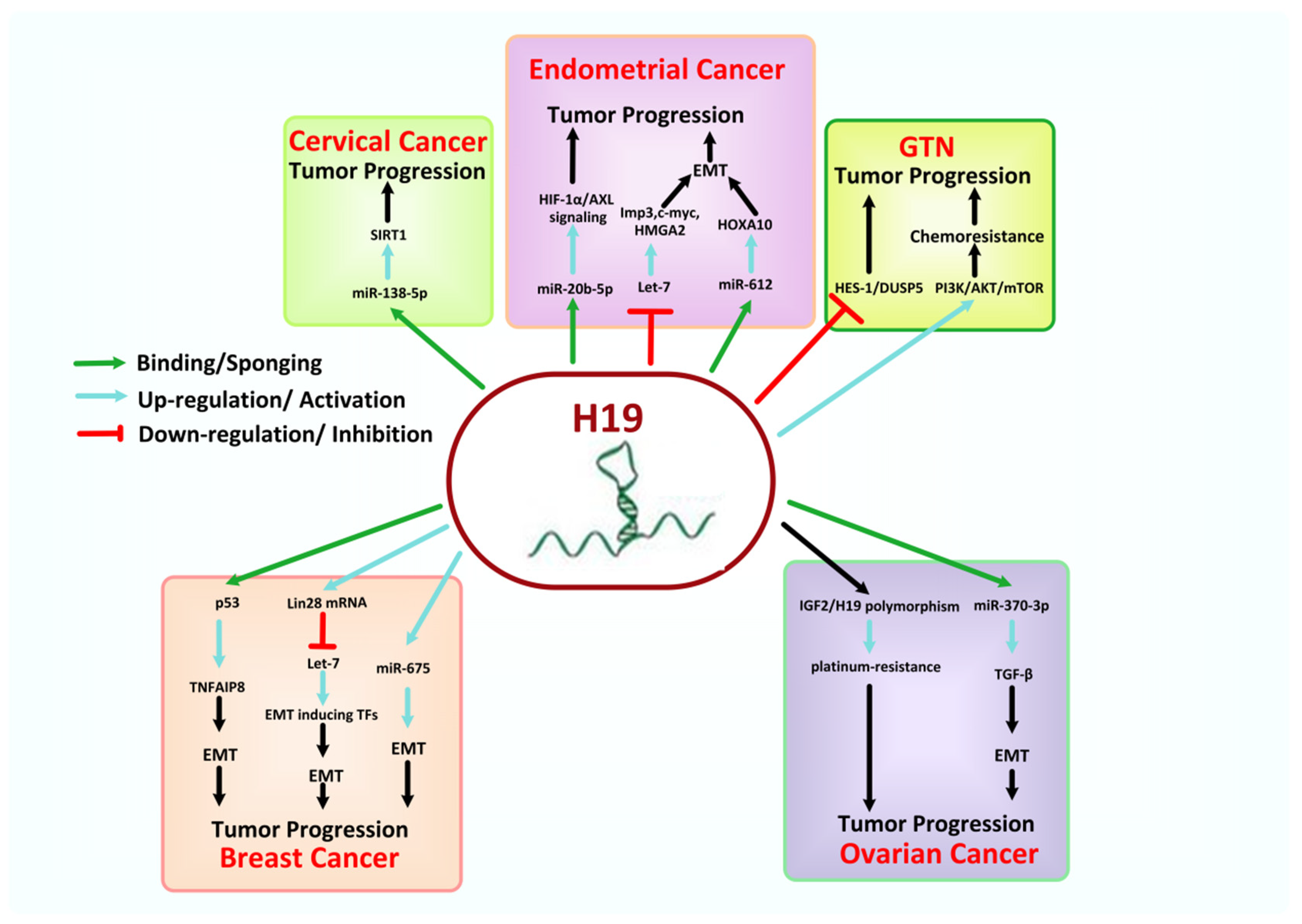 Cancers 13 06102 g006