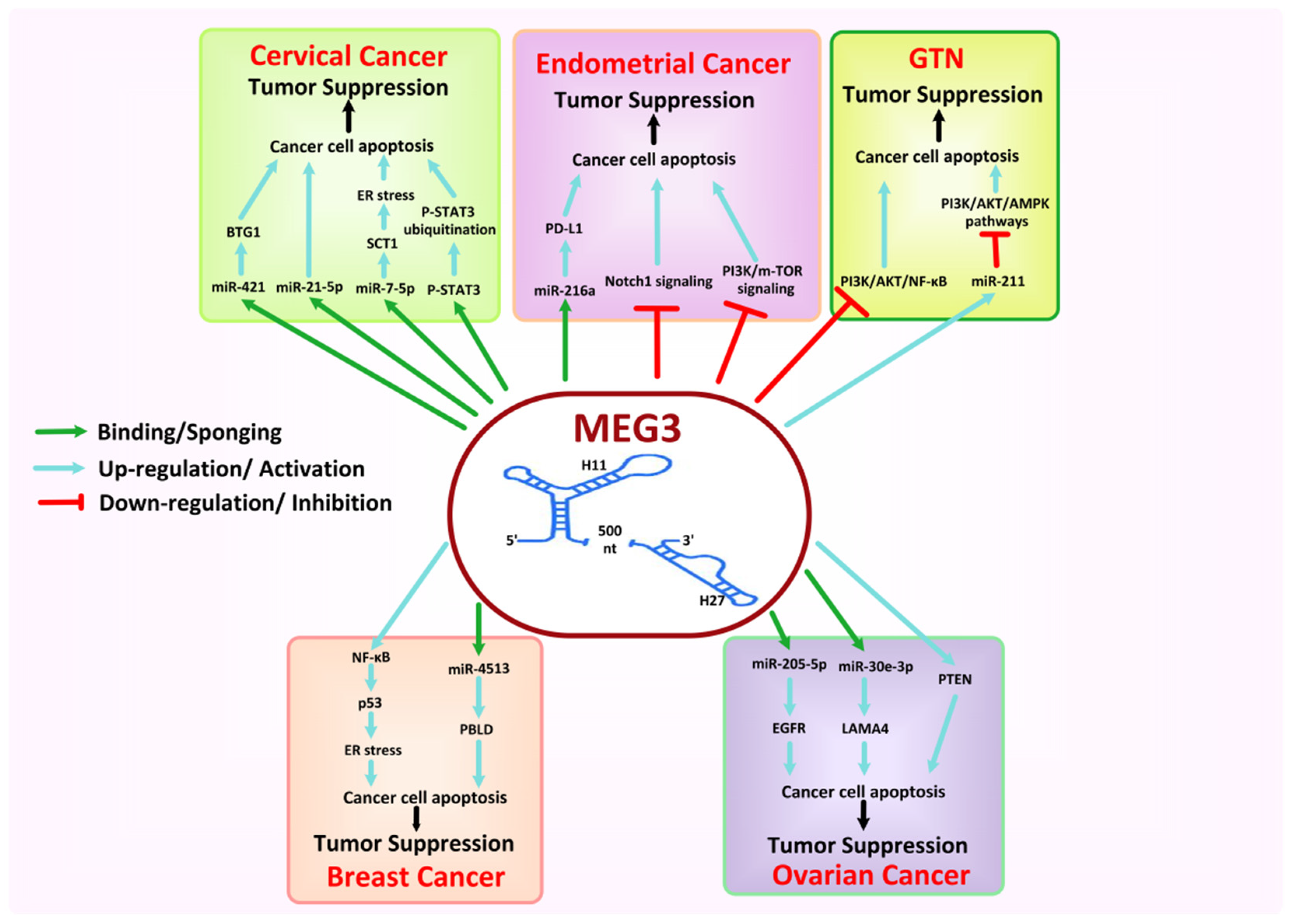 Cancers 13 06102 g008