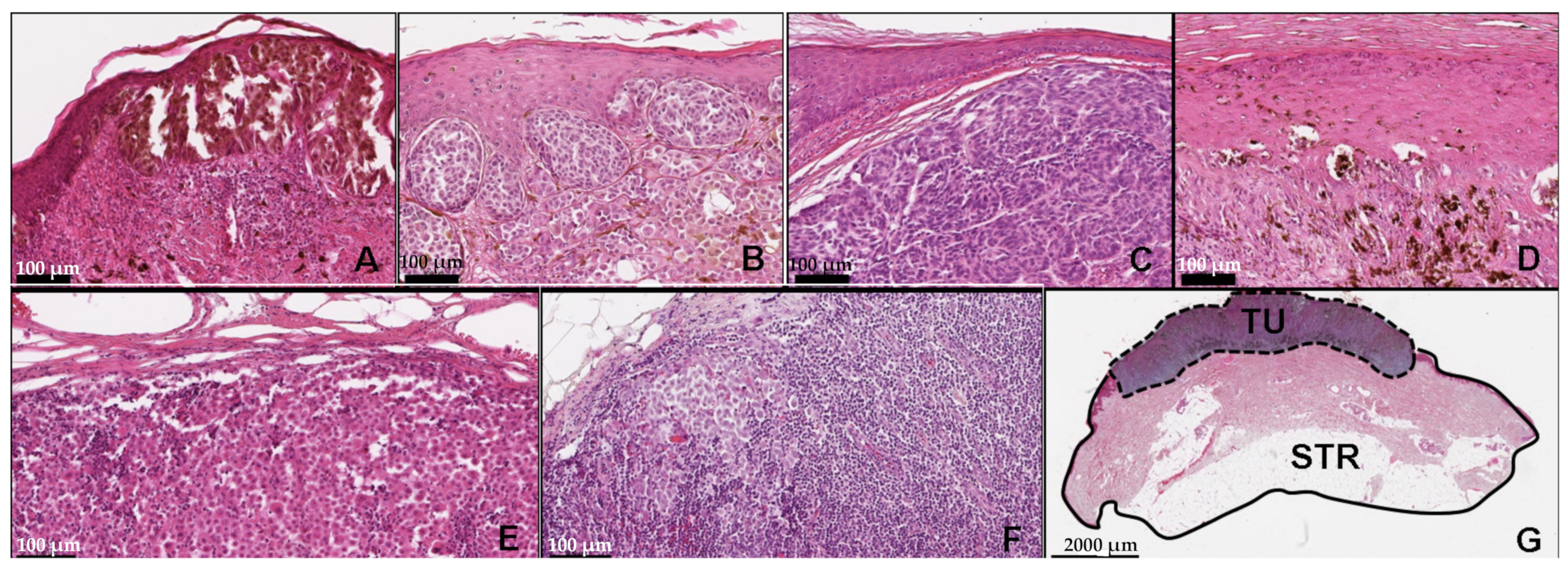Cancers 13 06105 g002