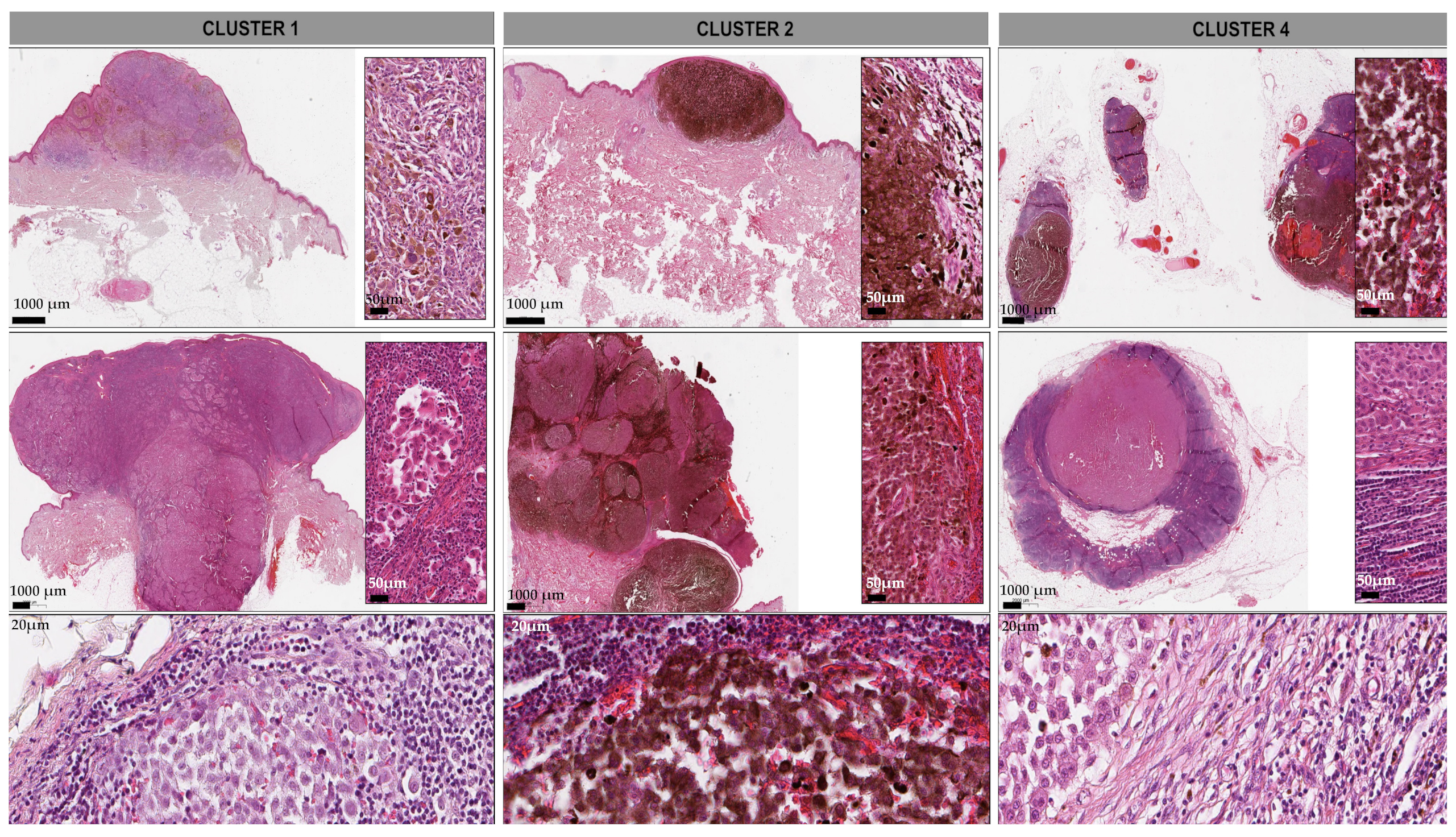 Cancers 13 06105 g005