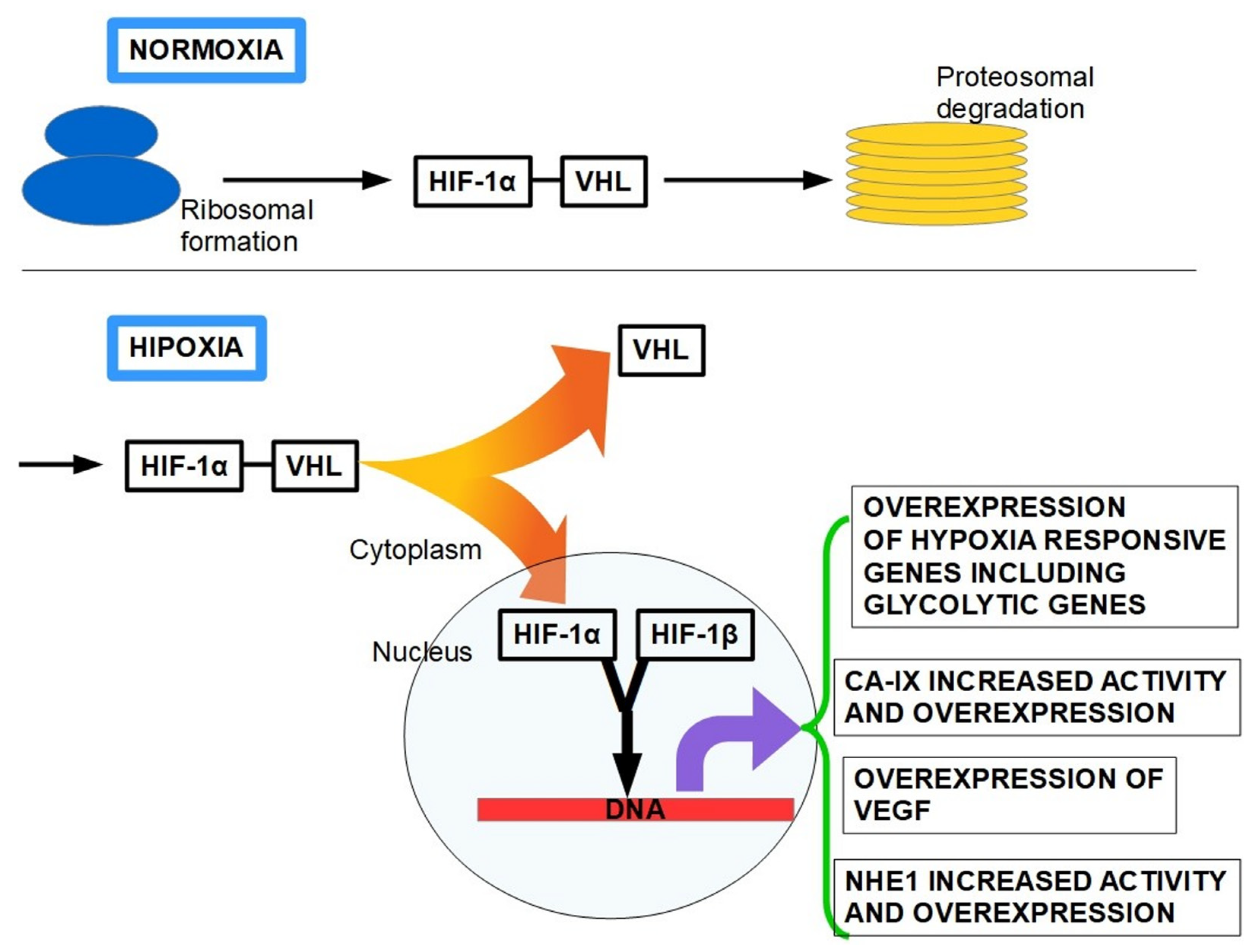 Cancers 13 06135 g005