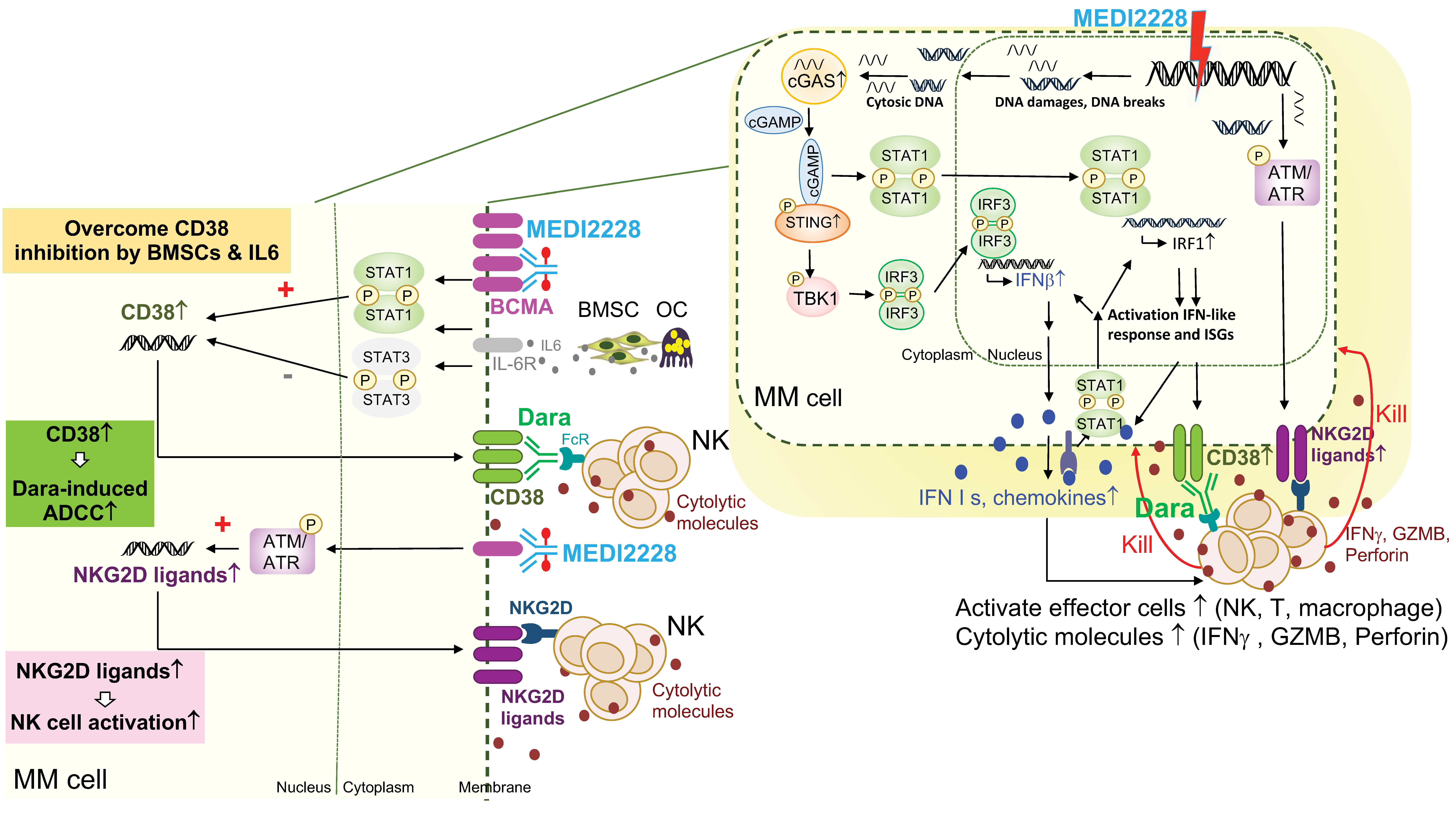 Cancers 13 06136 g003