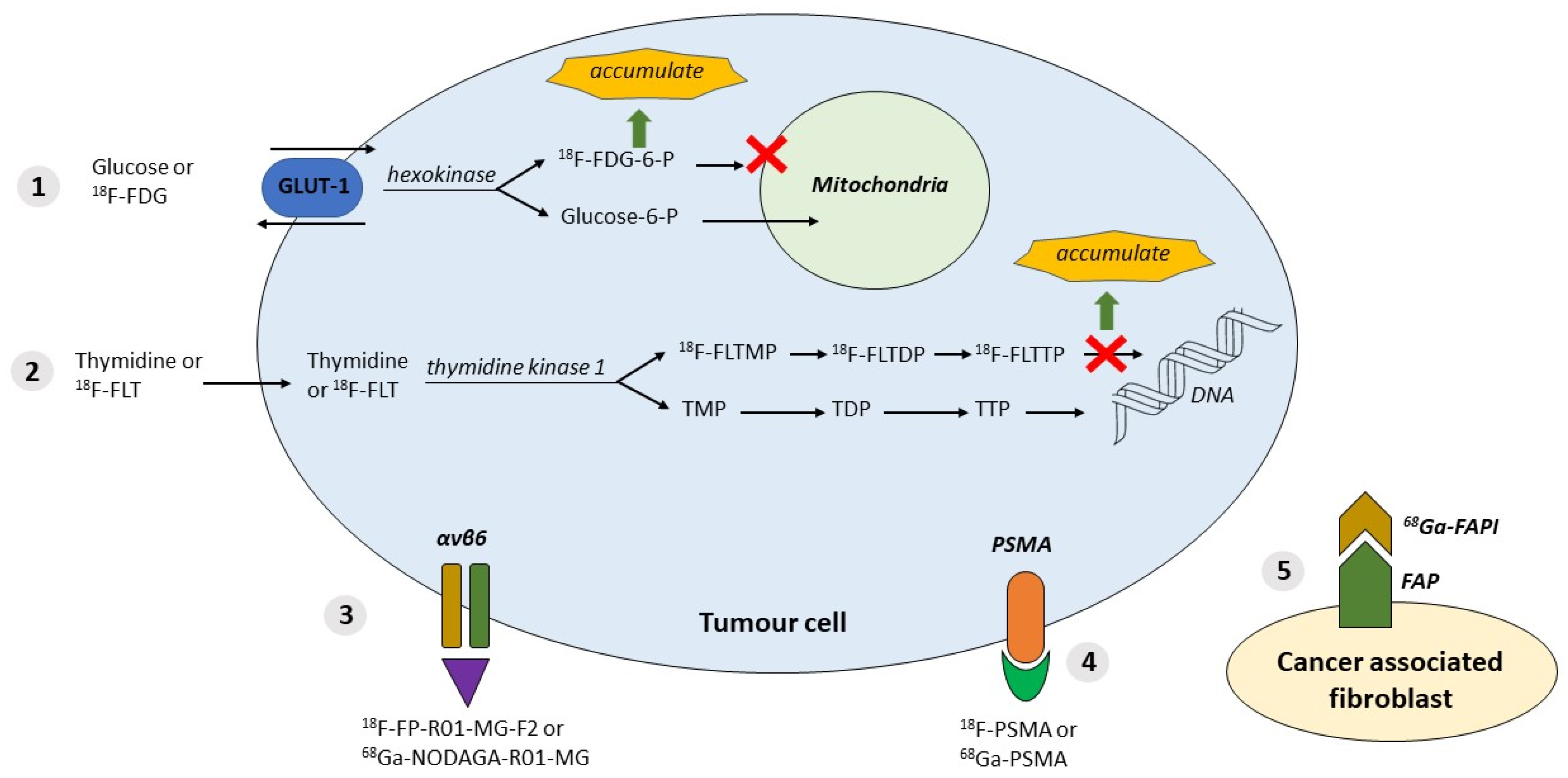 Cancers 13 06164 g001