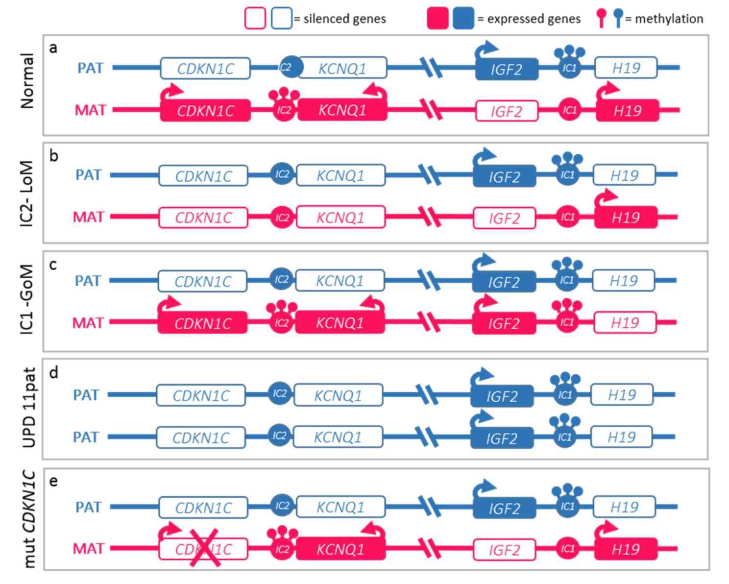 Cancers 13 06166 g002