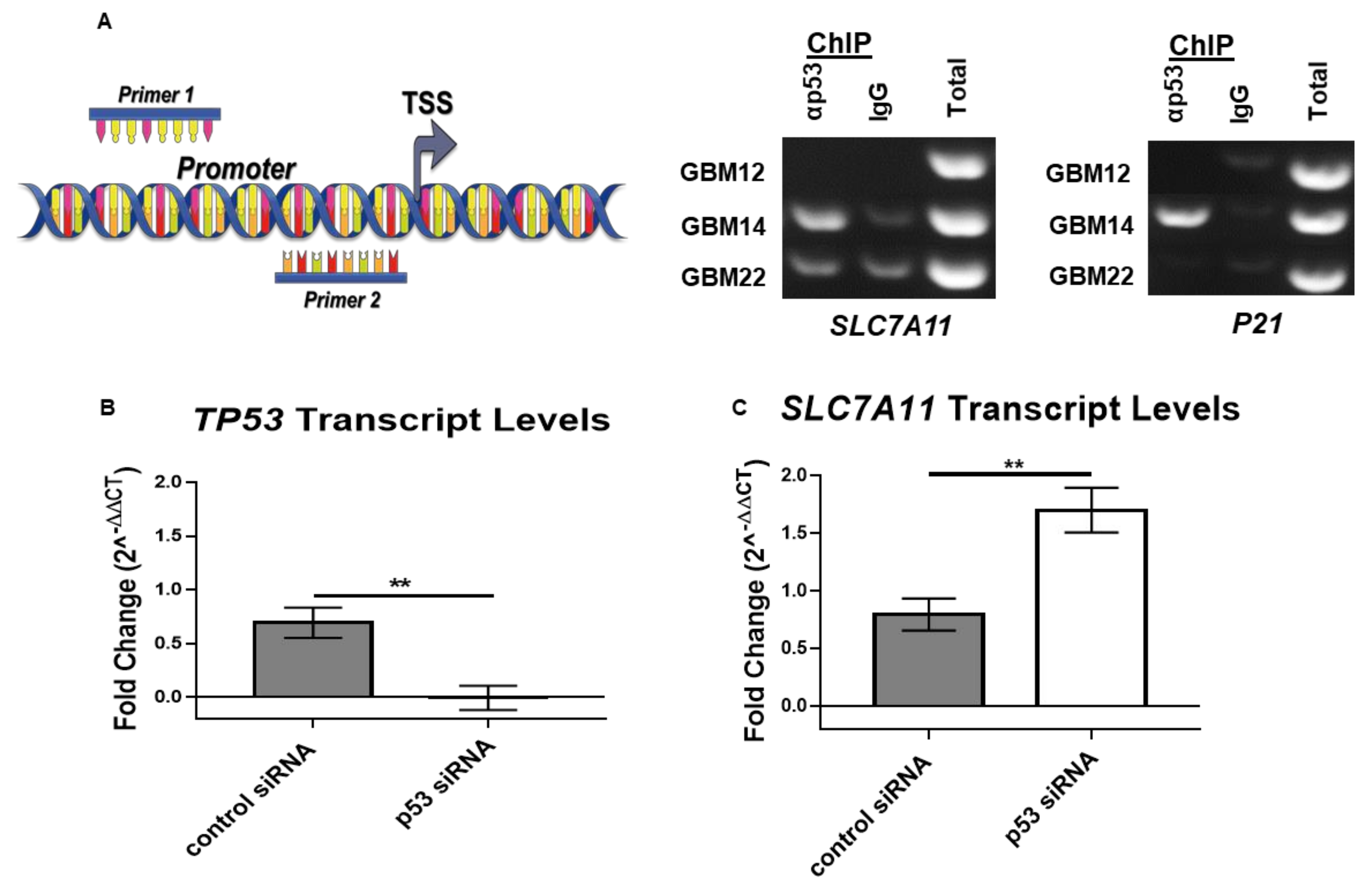 Cancers 13 06169 g003