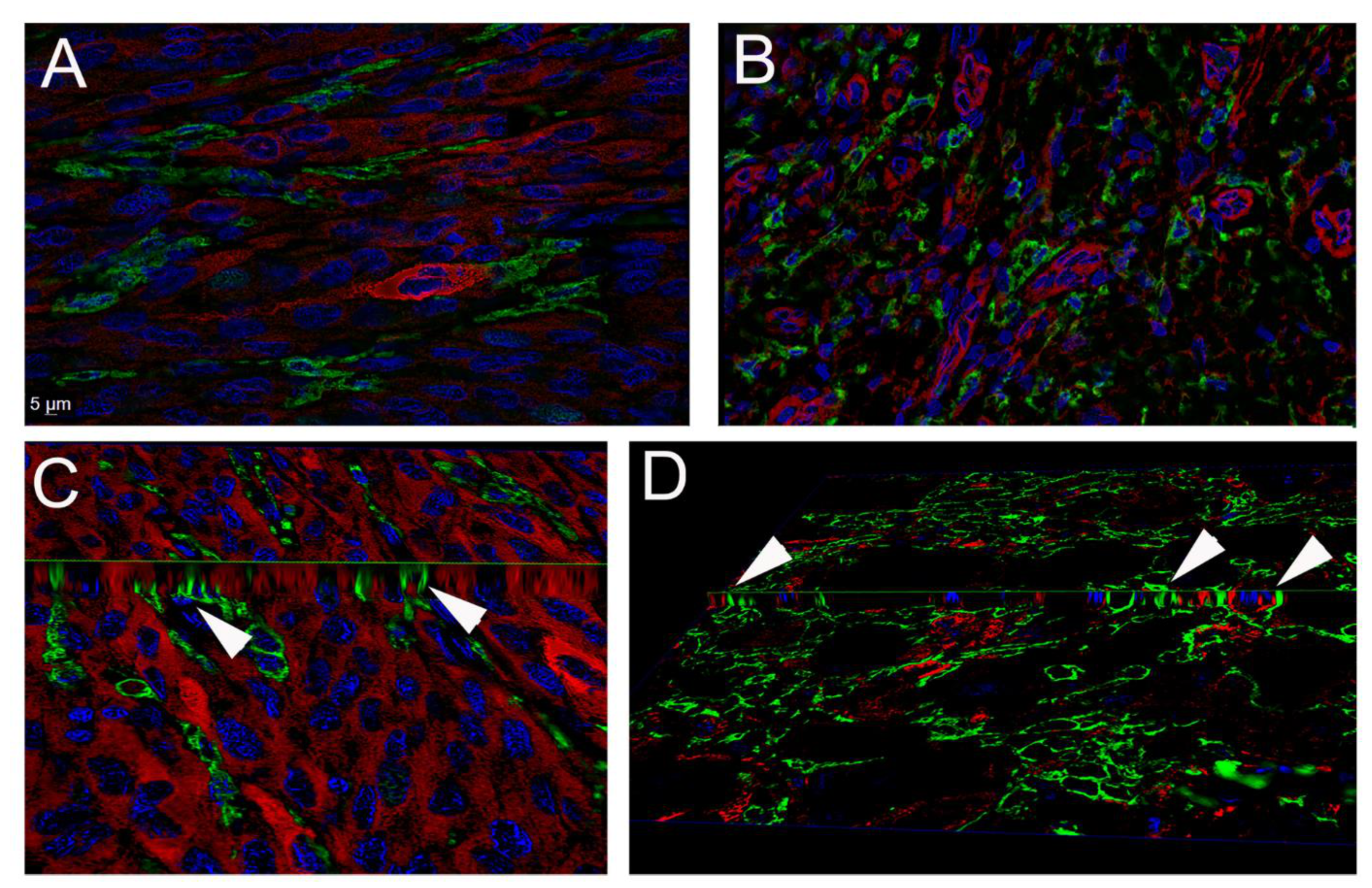 Cancers 13 06173 g004 Cancers 13 06173 g004