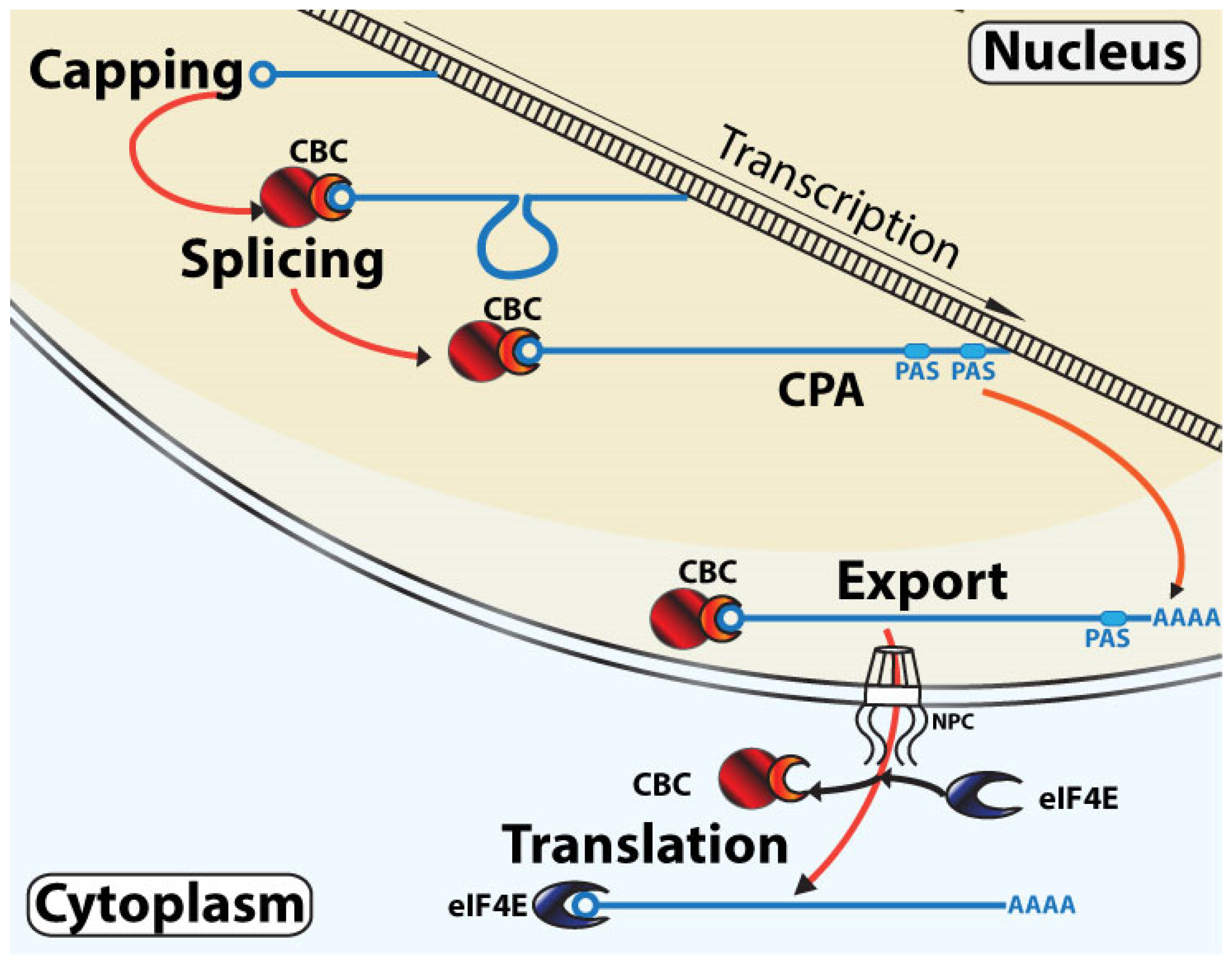 Cancers 13 06185 g001 Cancers 13 06185 g001