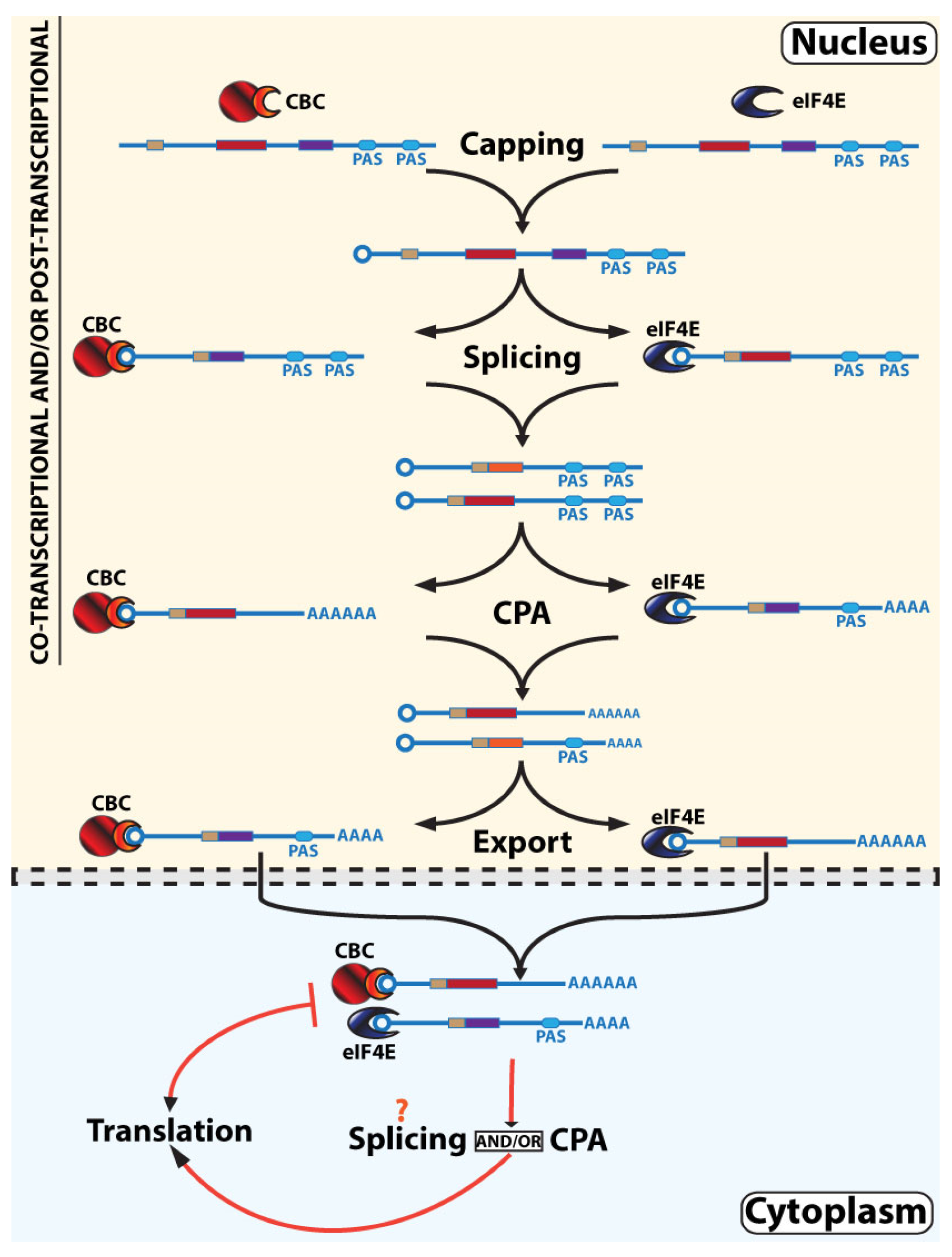 Cancers 13 06185 g003 Cancers 13 06185 g003