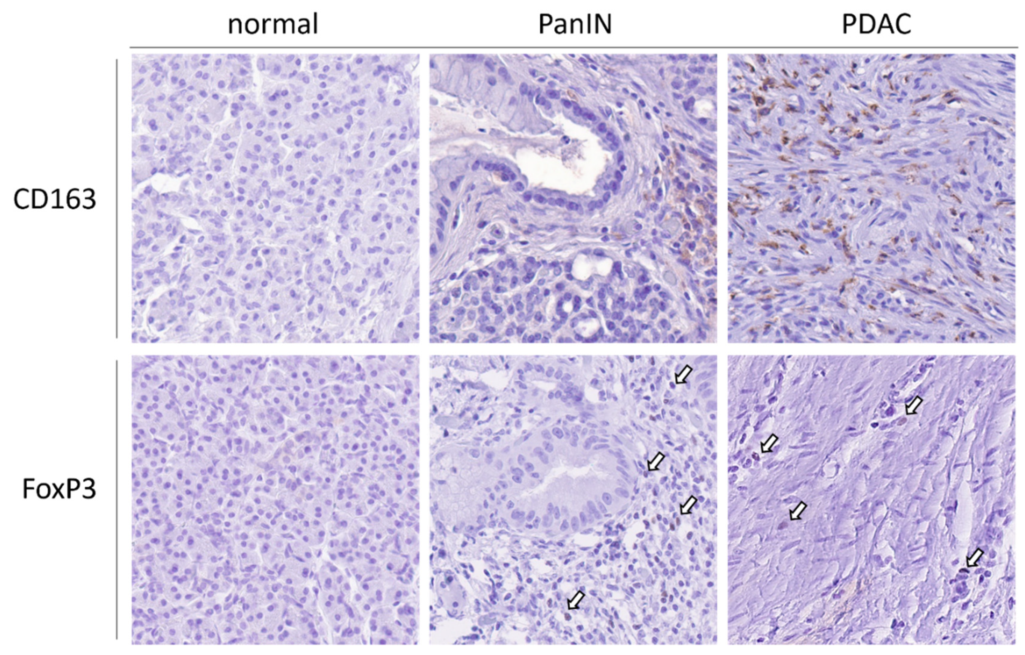 Cancers 13 06188 g001 Cancers 13 06188 g001