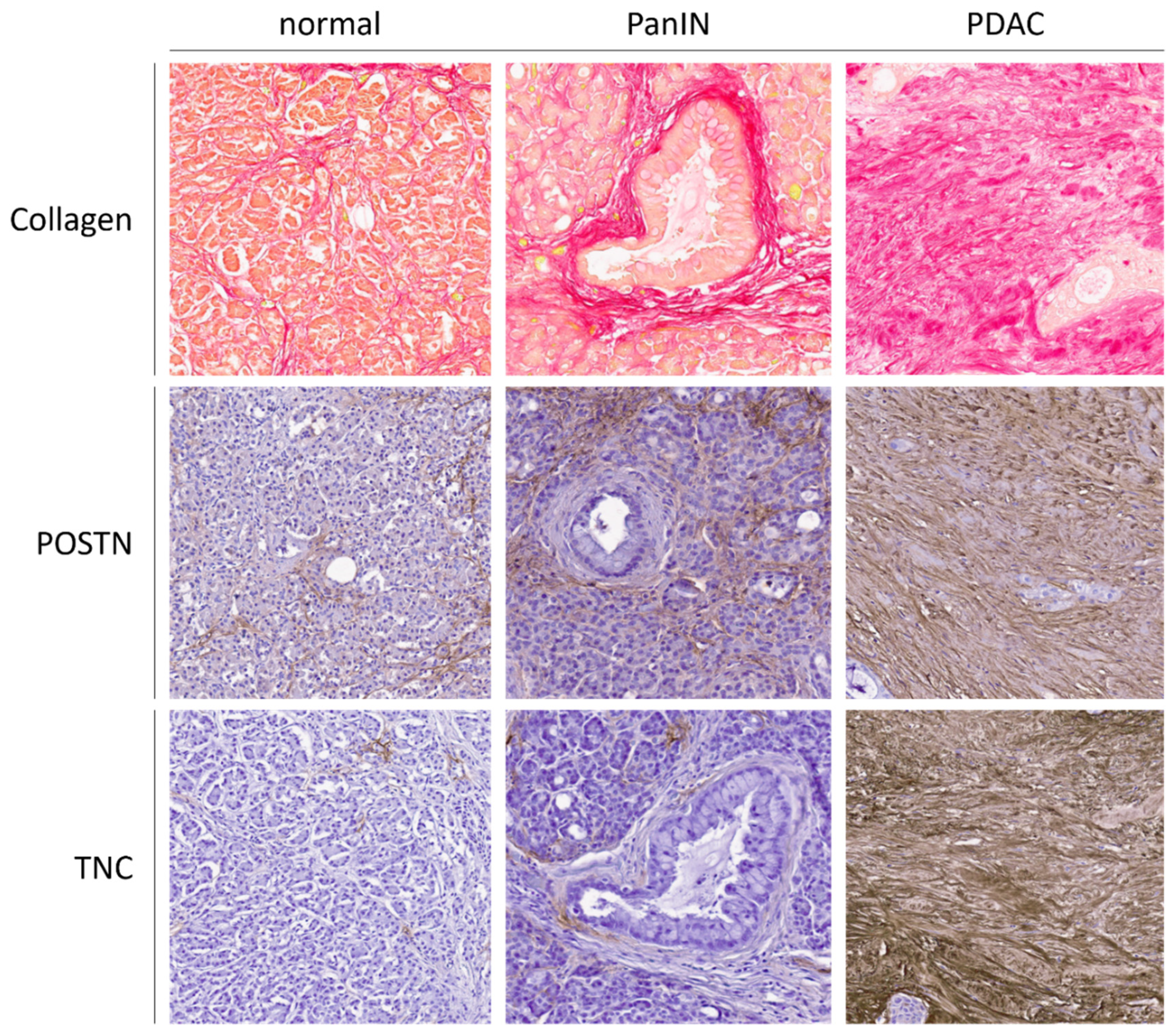 Cancers 13 06188 g002 Cancers 13 06188 g002