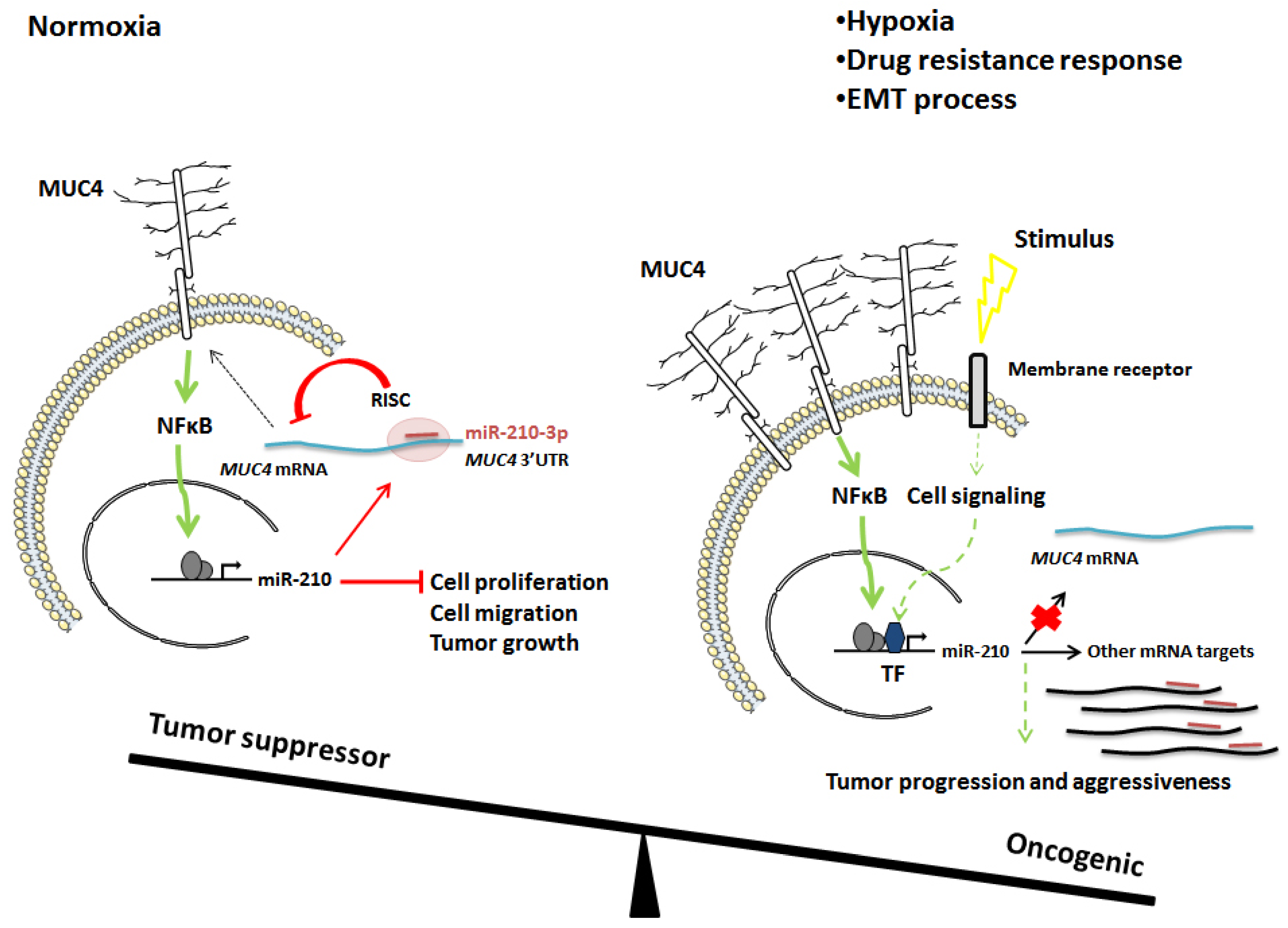 Cancers 13 06197 g008