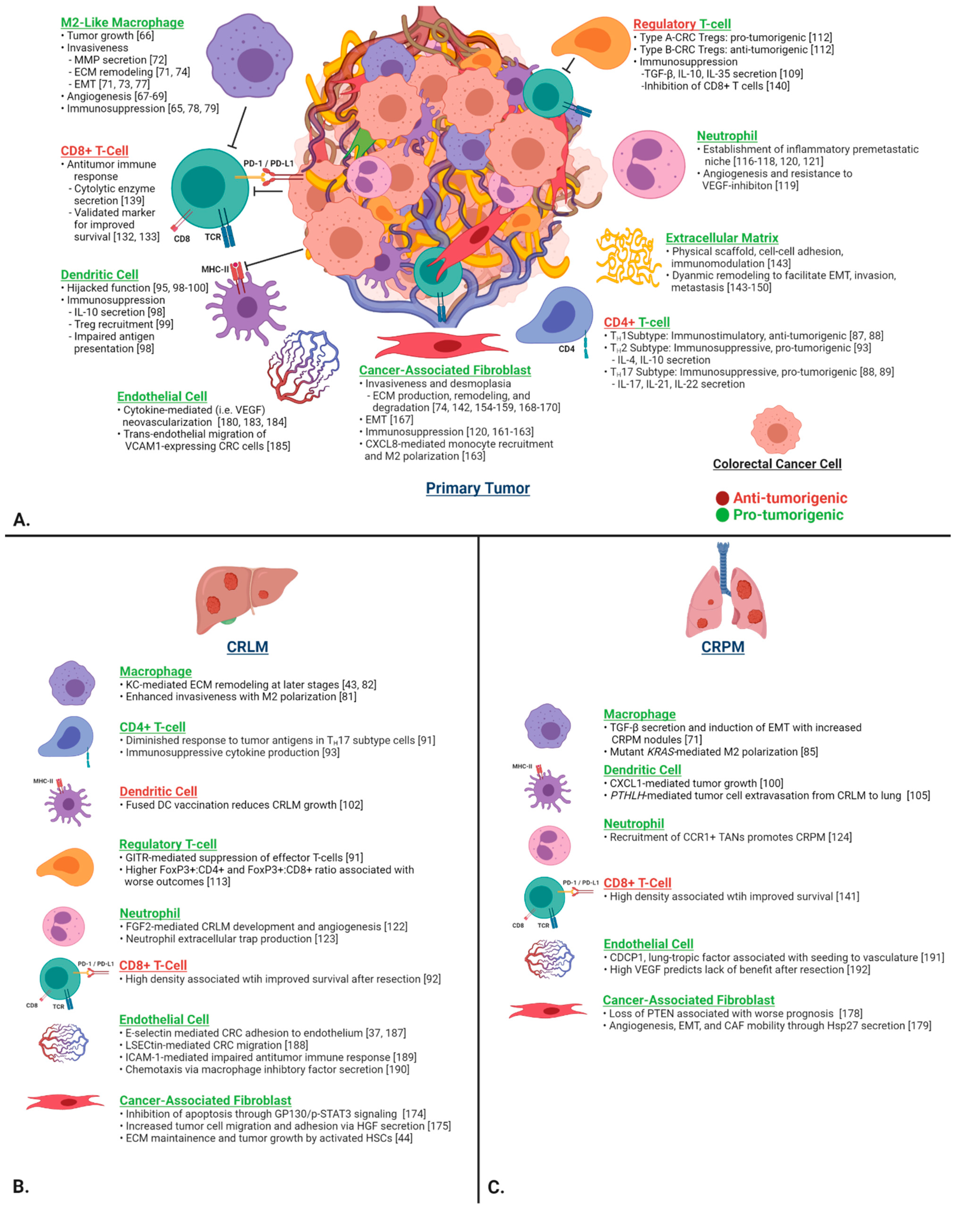 The Colorectal Cancer Tumor Microenvironment and Its Impact on Liver ...
