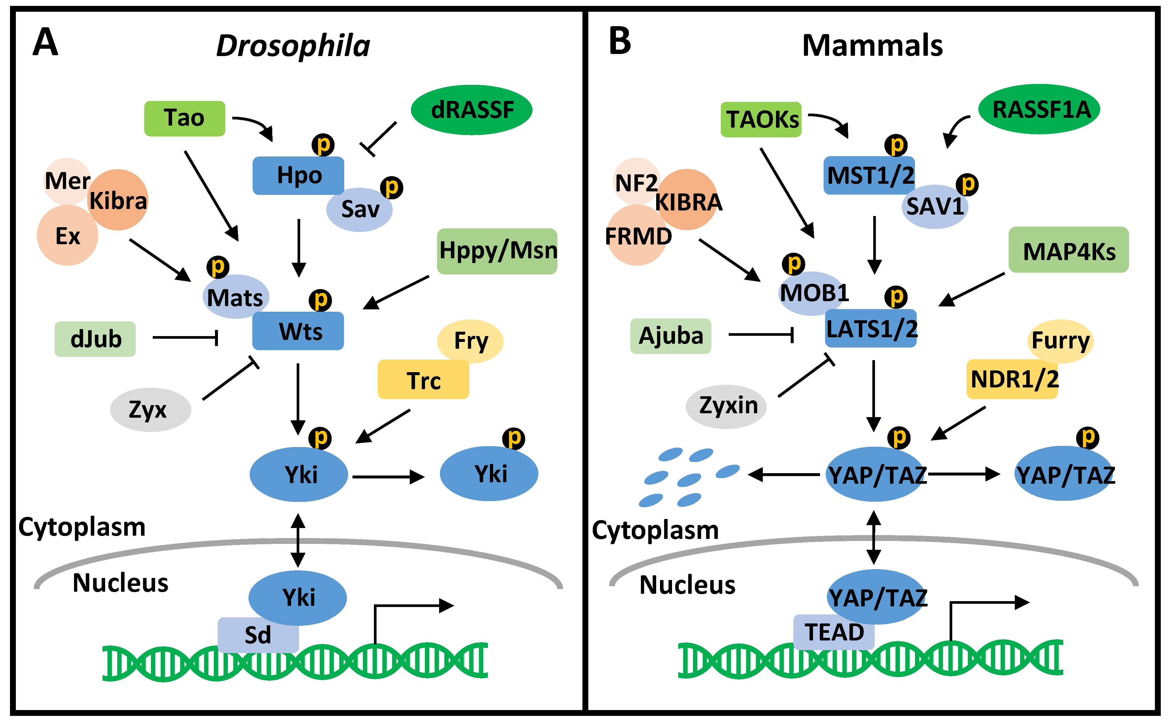 Cancers 13 06214 g001