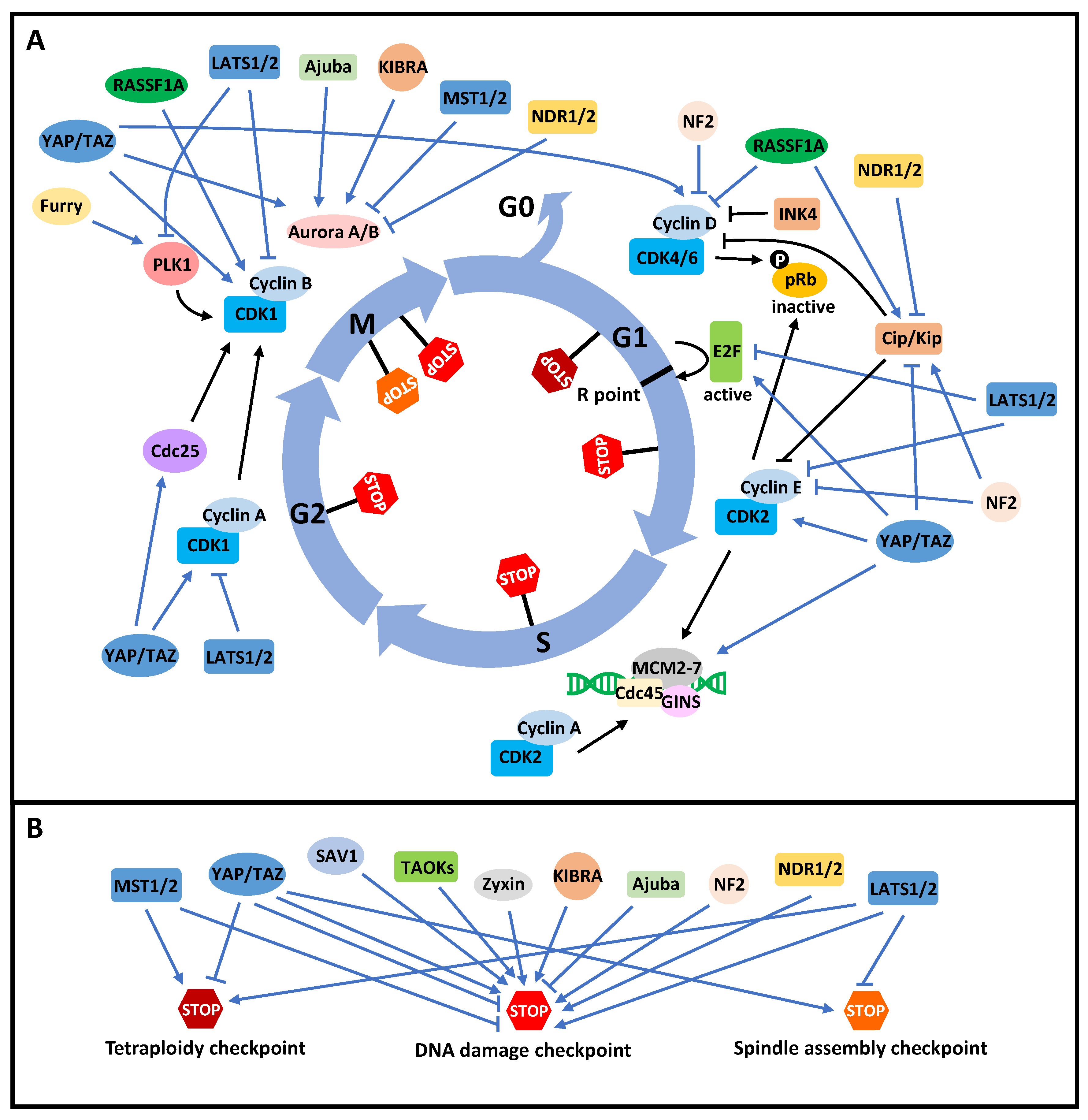 Cancers 13 06214 g002