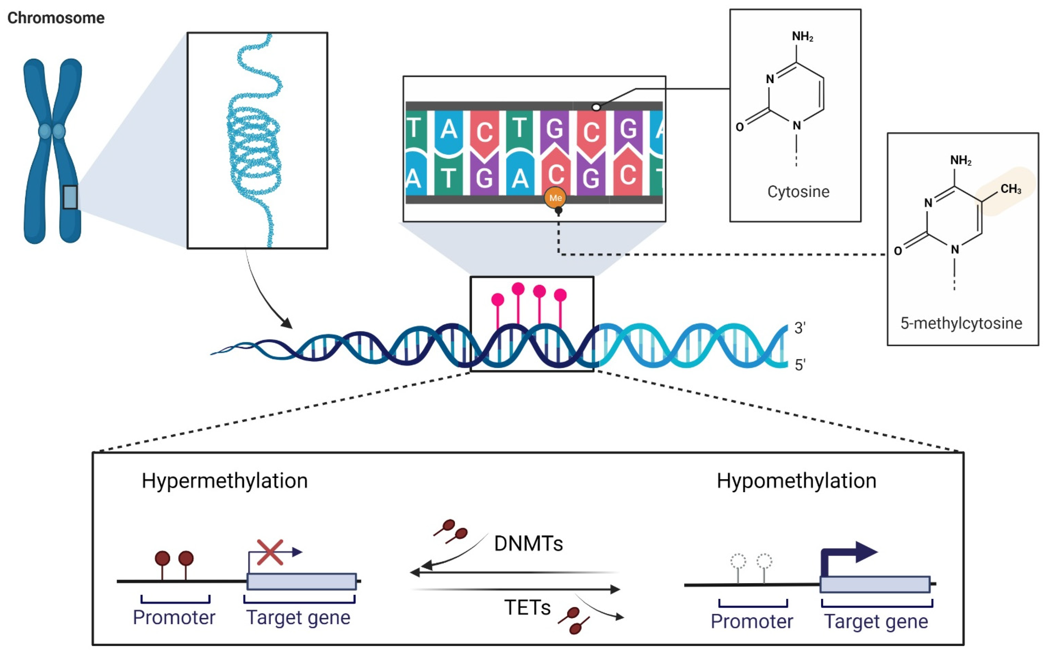 Cancers 13 06217 g001