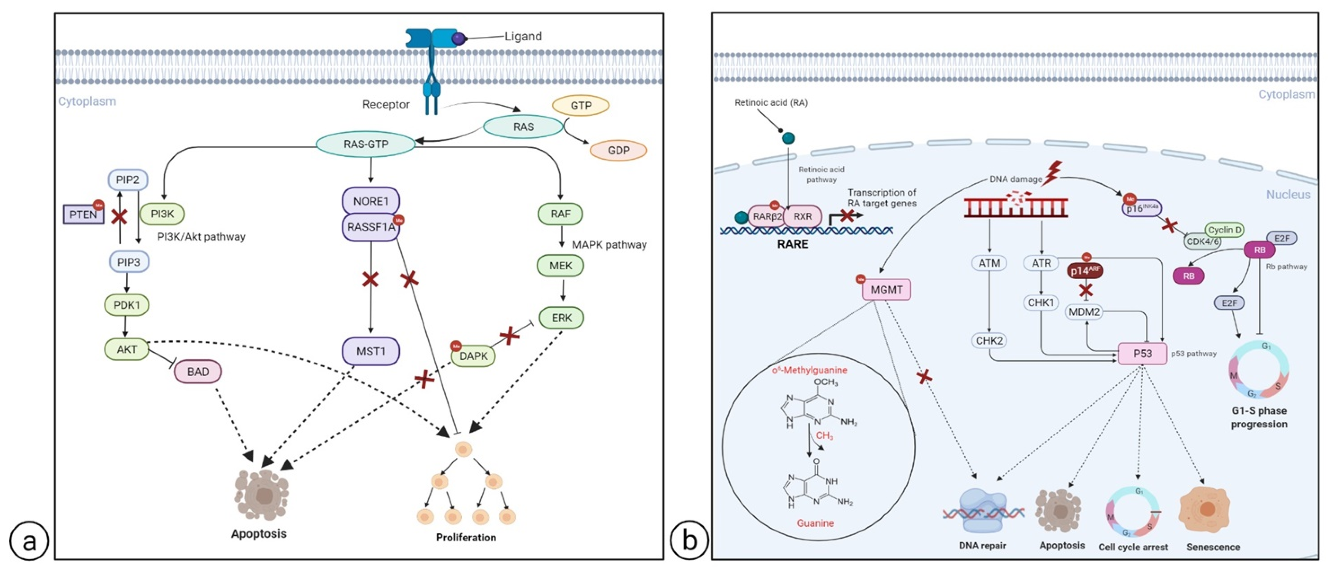 Cancers 13 06217 g002