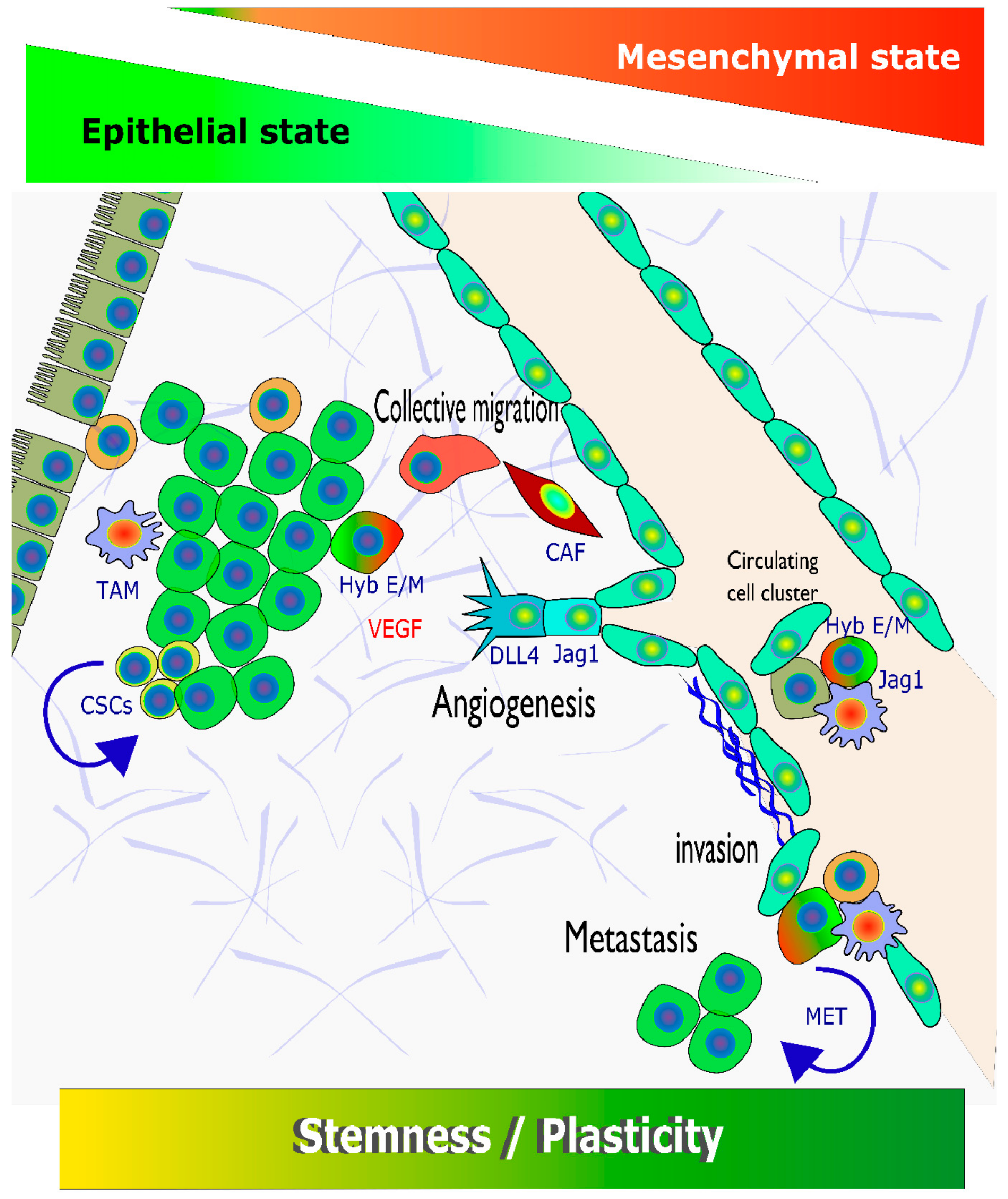 Cancers 13 06219 g007