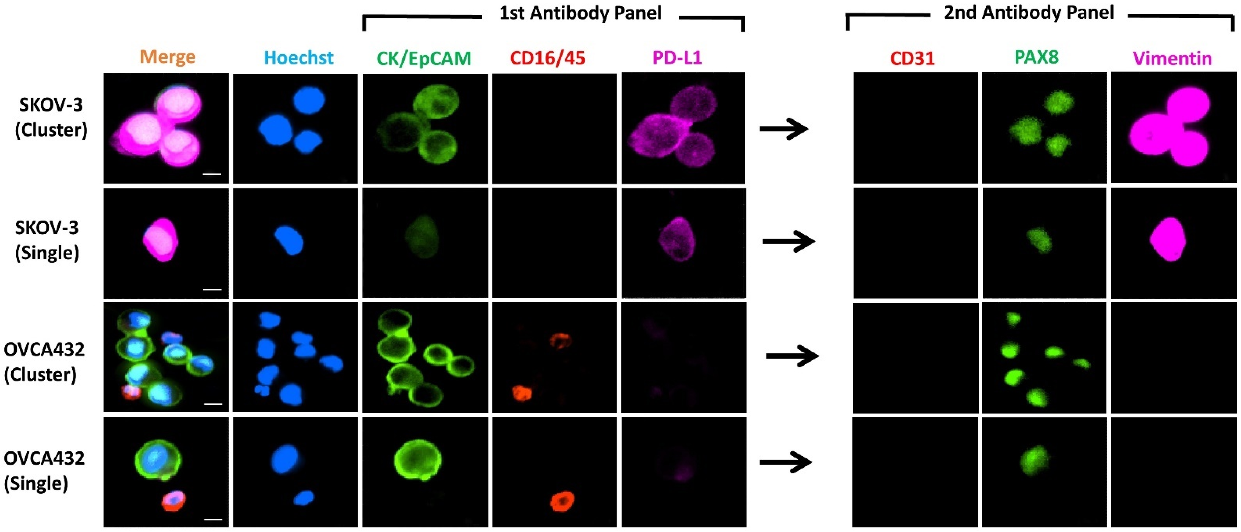Cancers 13 06225 g002