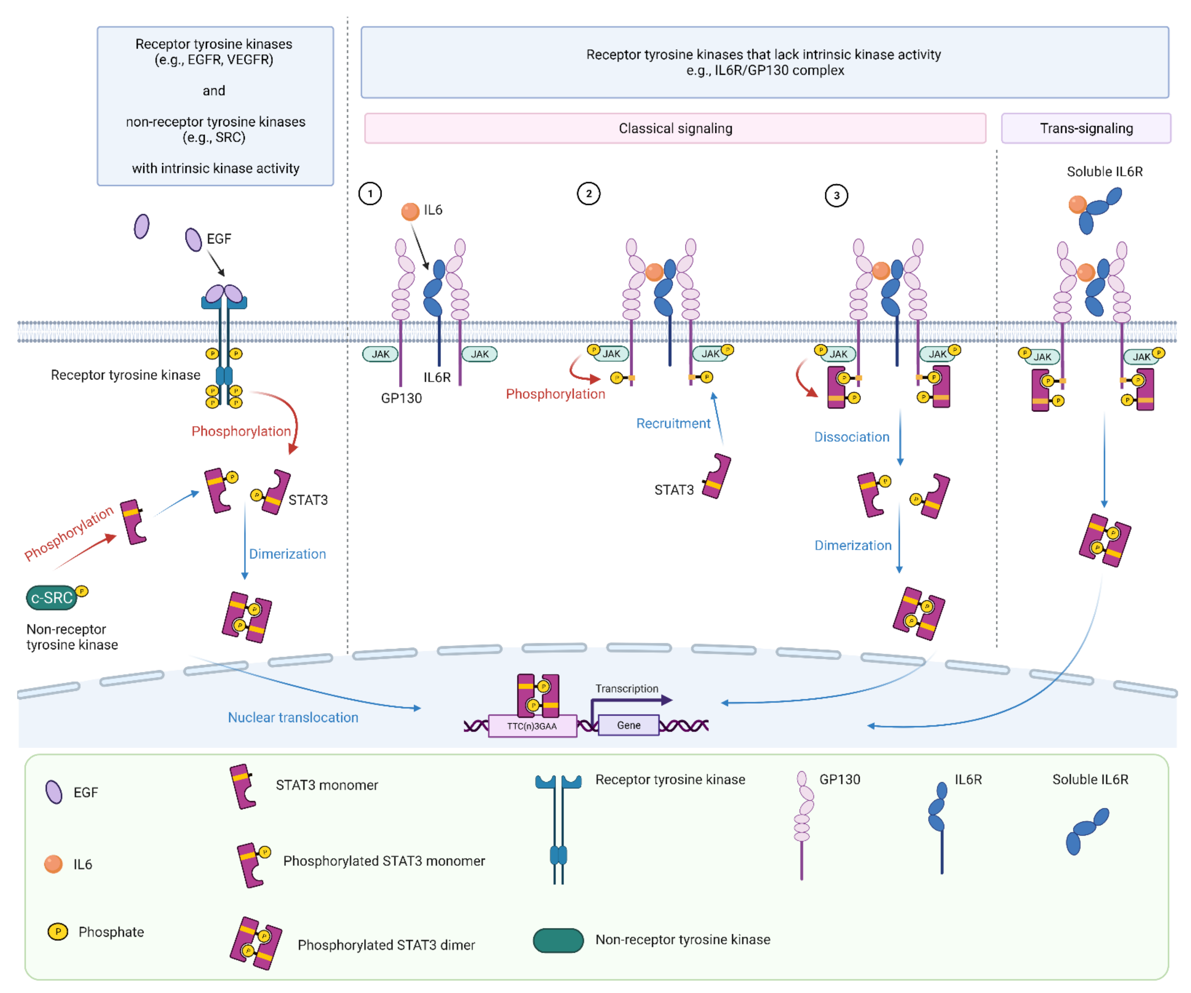Cancers 13 06228 g002