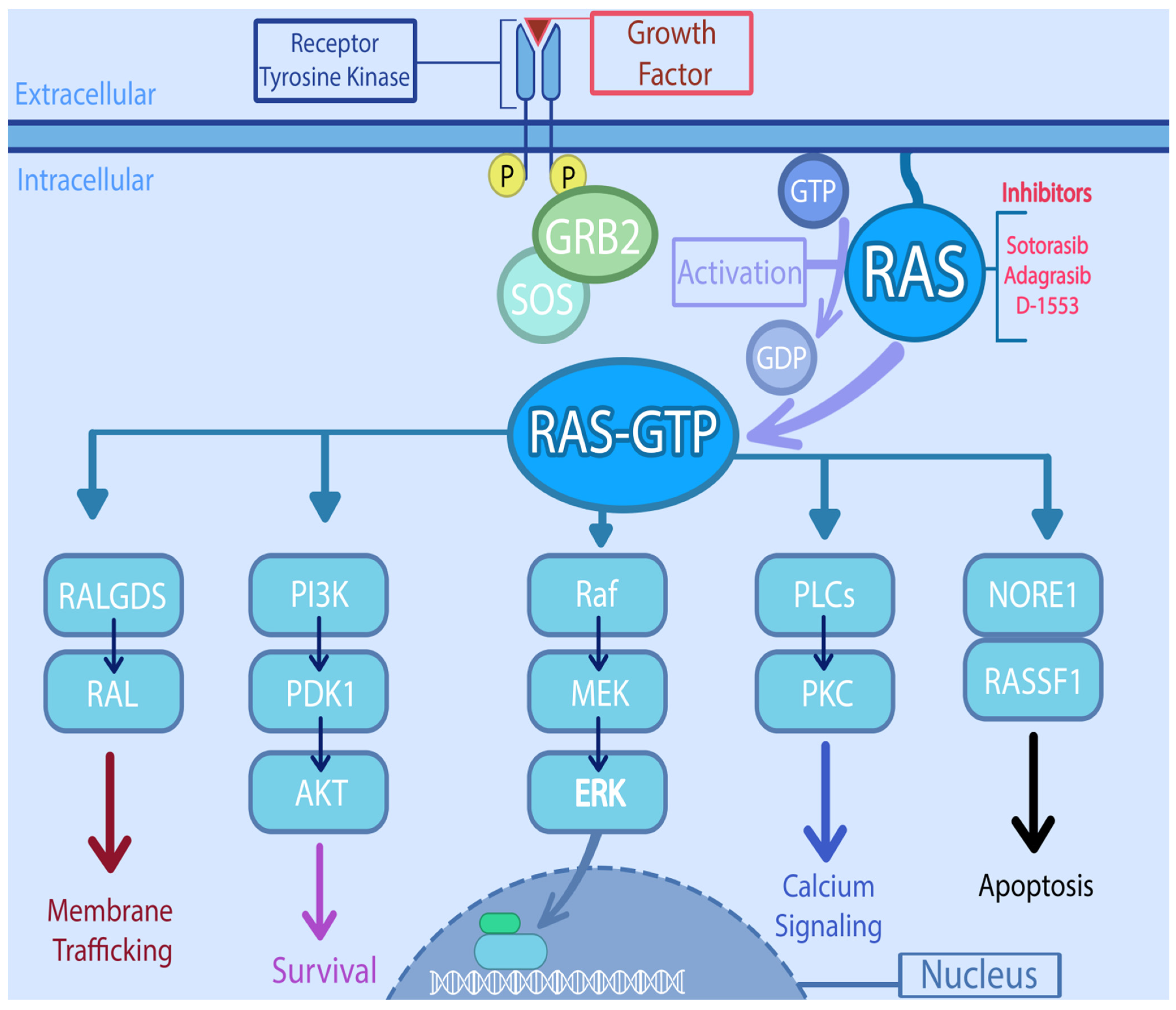 Cancers 13 06233 g001