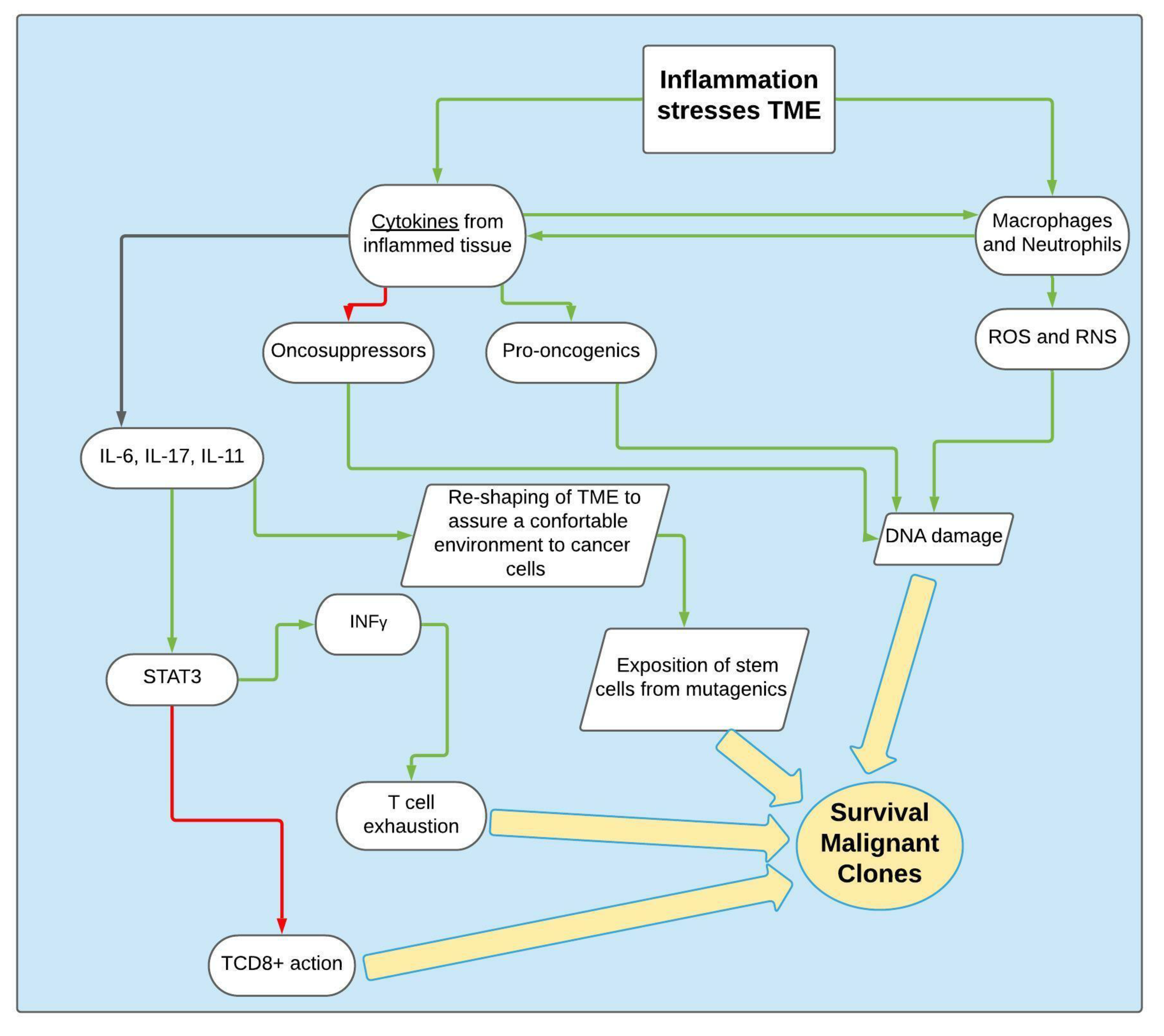 Cancers 13 06237 g003