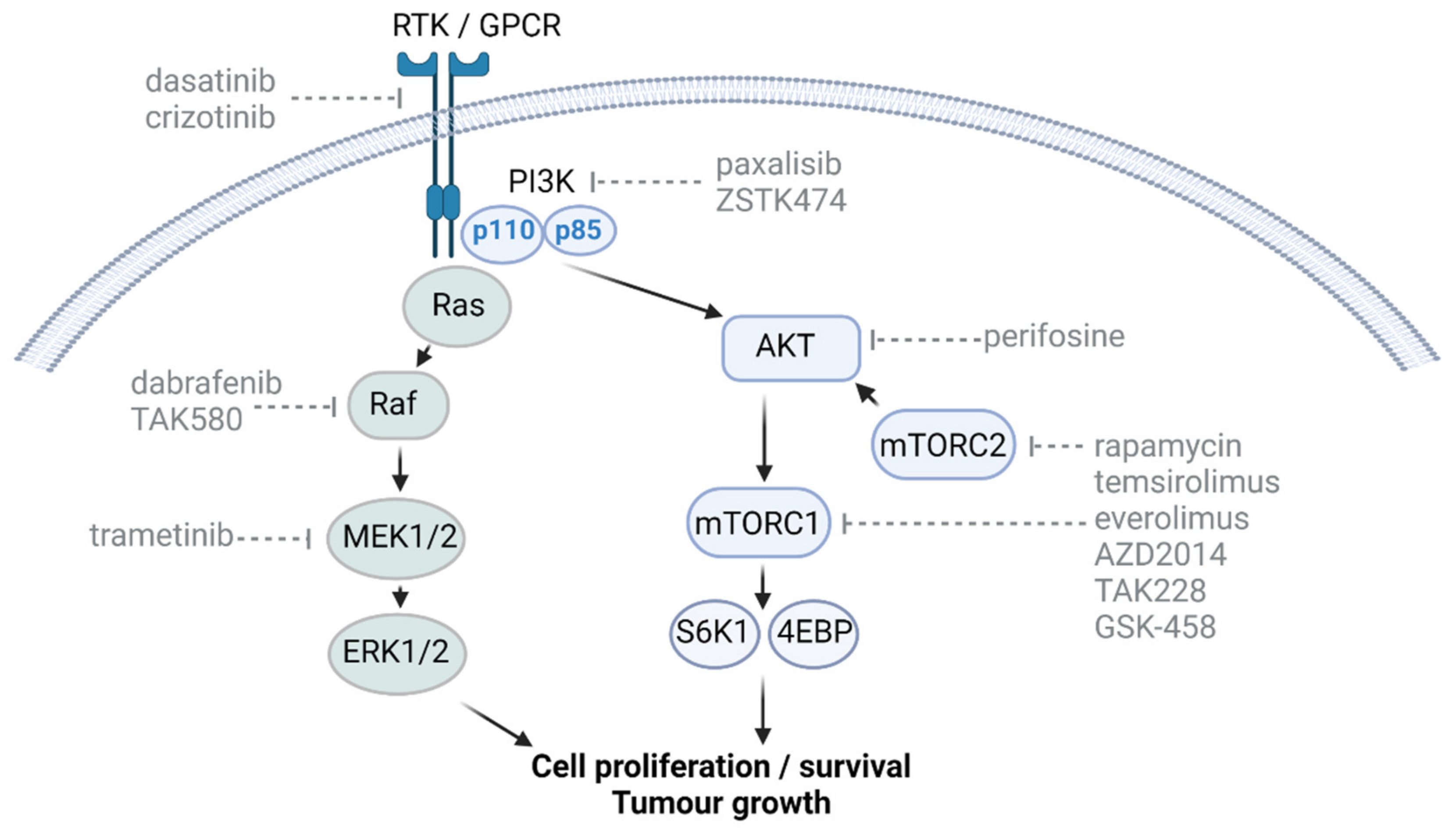 Cancers 13 06251 g001