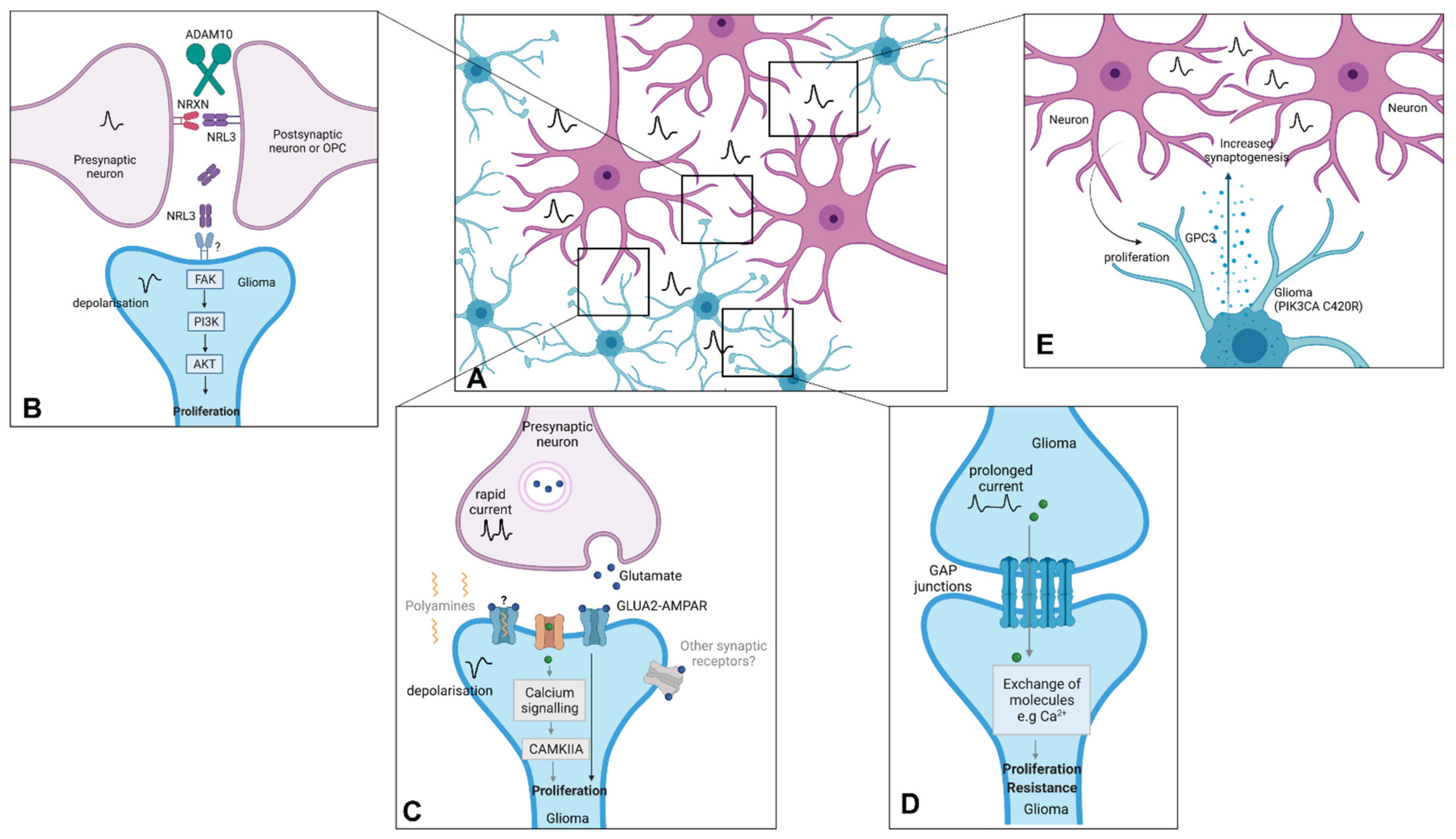 Cancers 13 06251 g004
