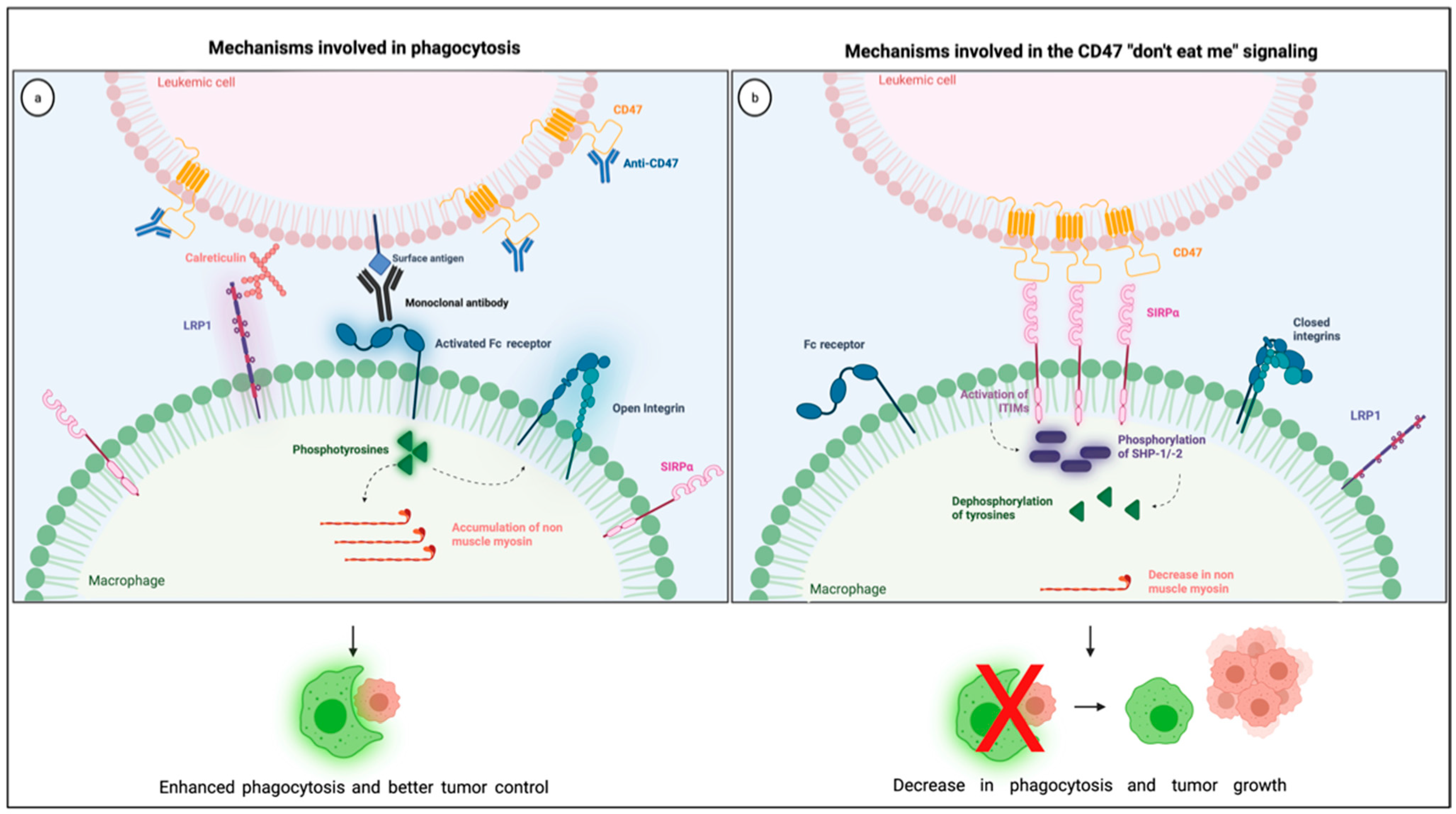 Cancers 13 06258 g002