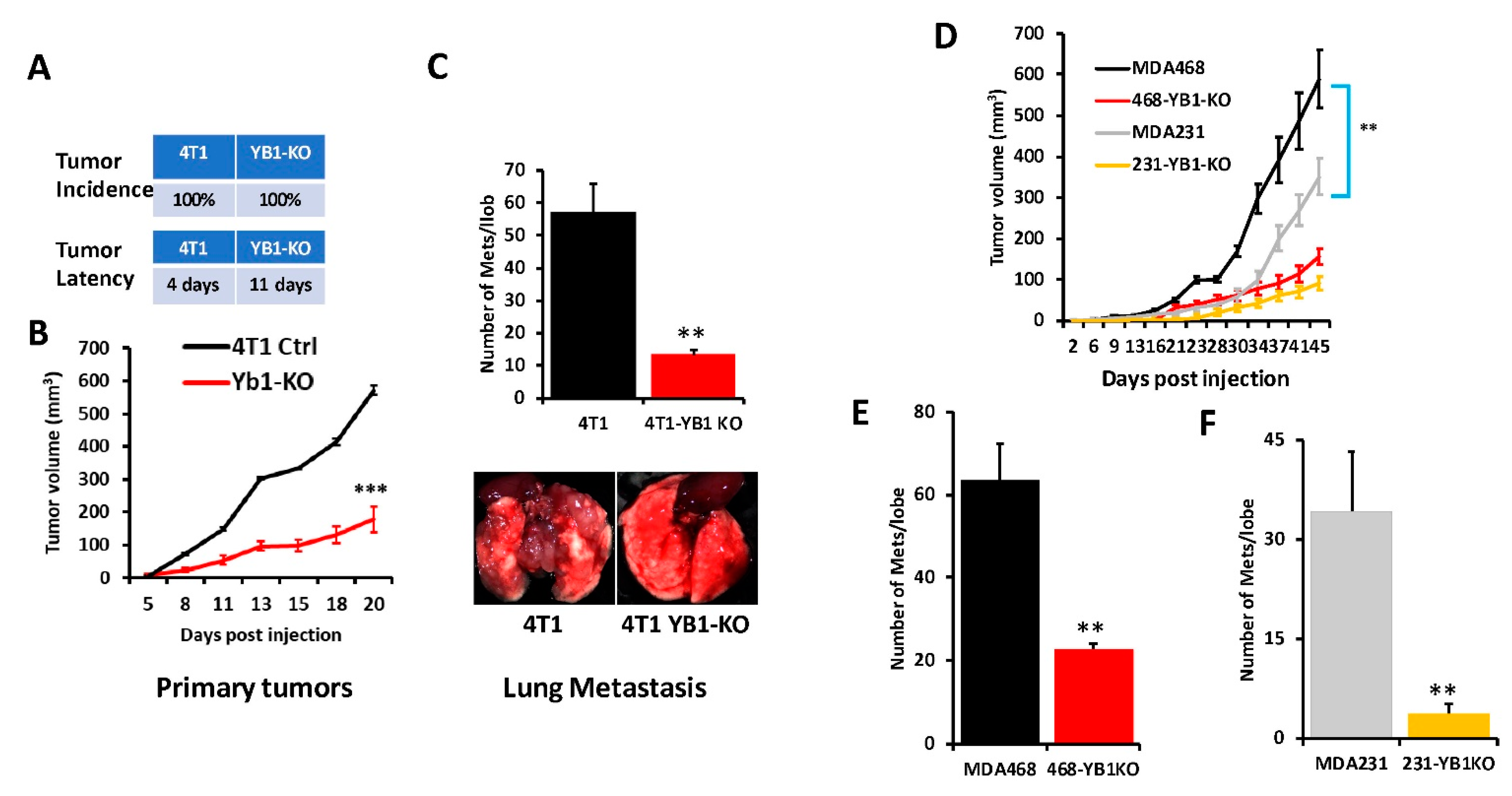 Cancers 13 06262 g004
