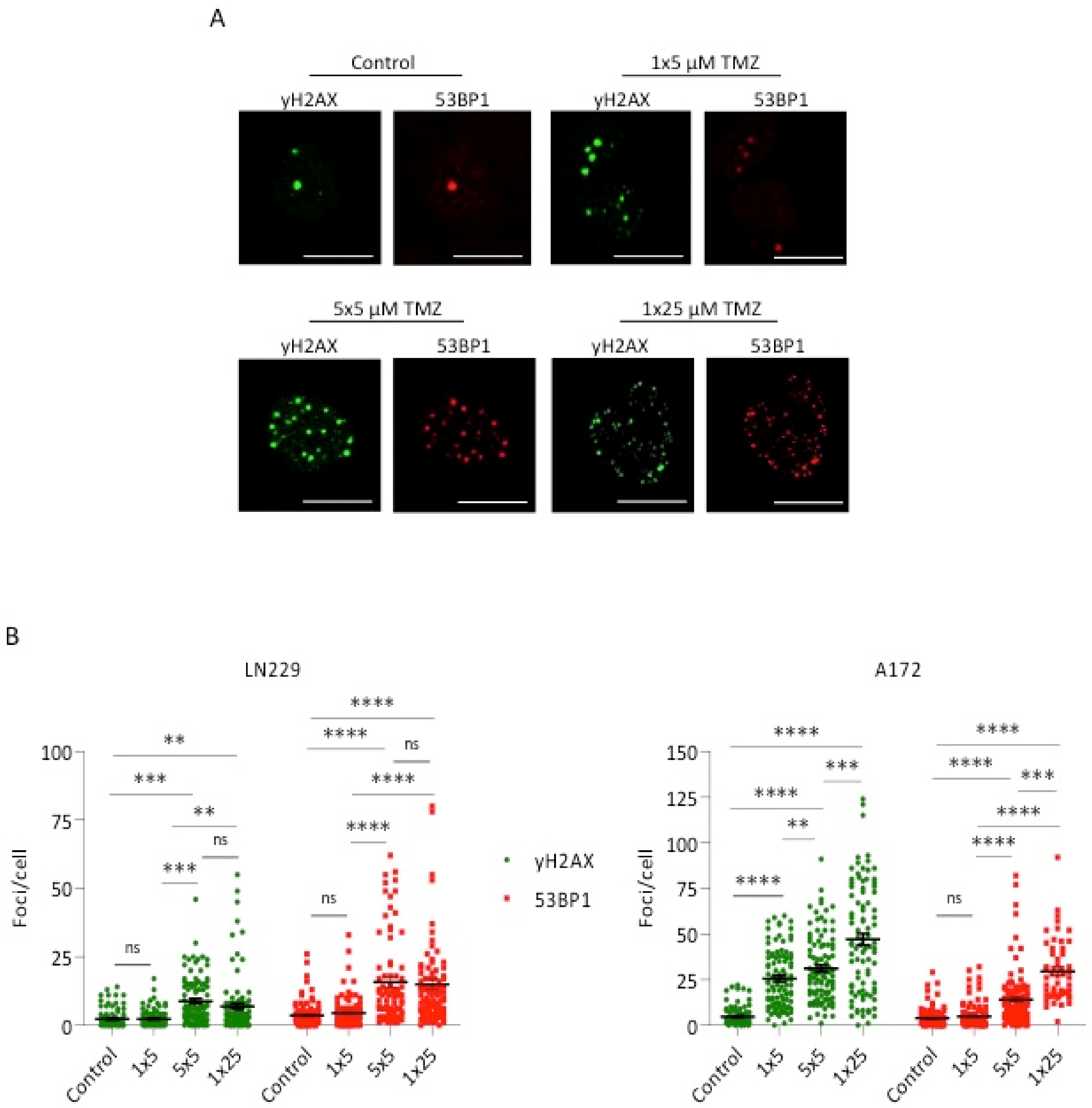 Cancers 13 06287 g003