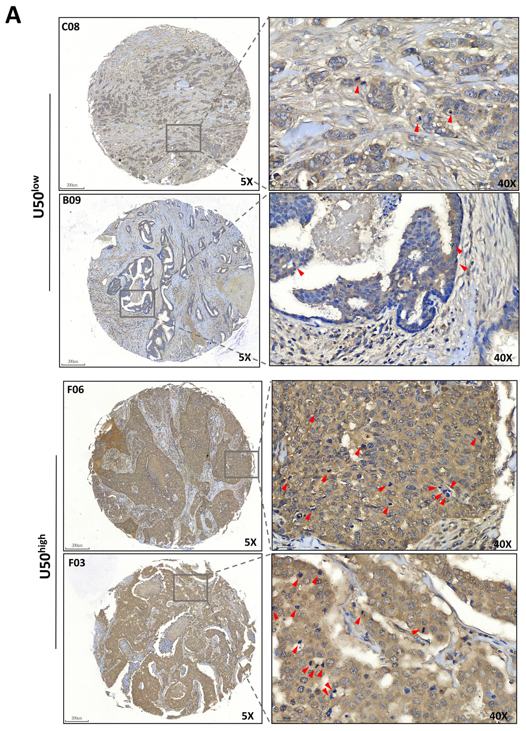 Cancers 13 06304 g005a