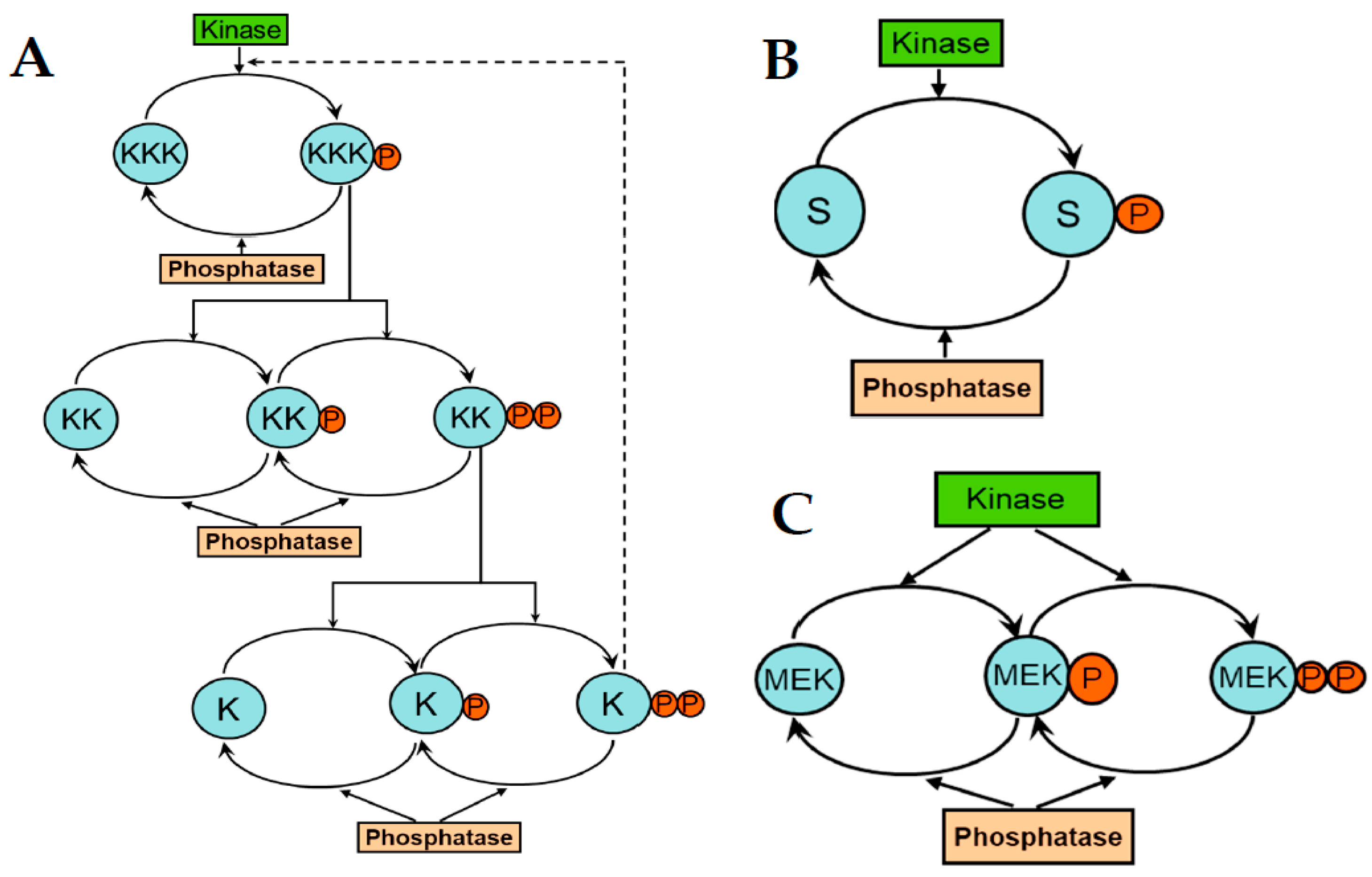 Cancers 13 06312 g002 Cancers 13 06312 g002