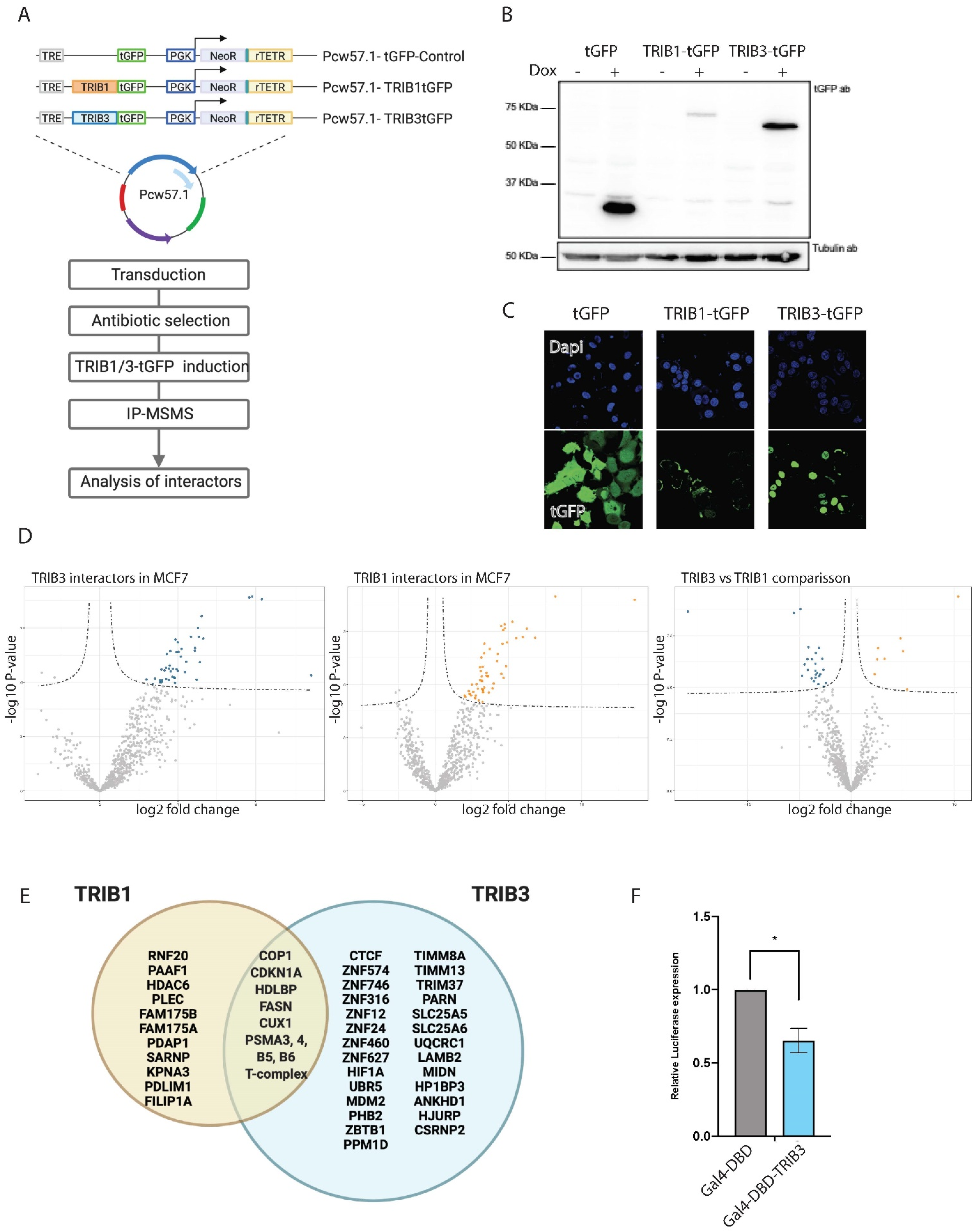Cancers 13 06318 g003