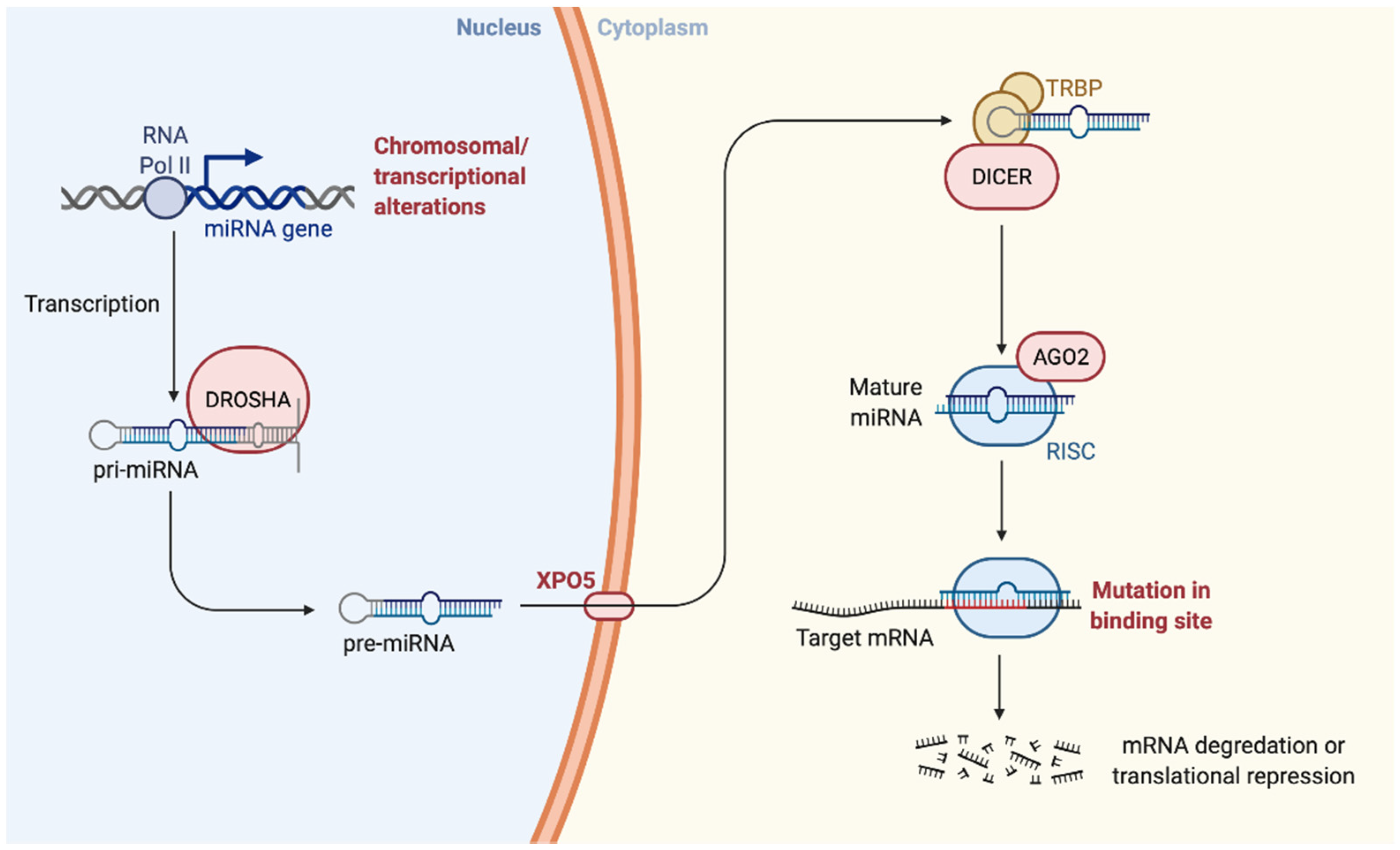 Cancers 13 06323 g001