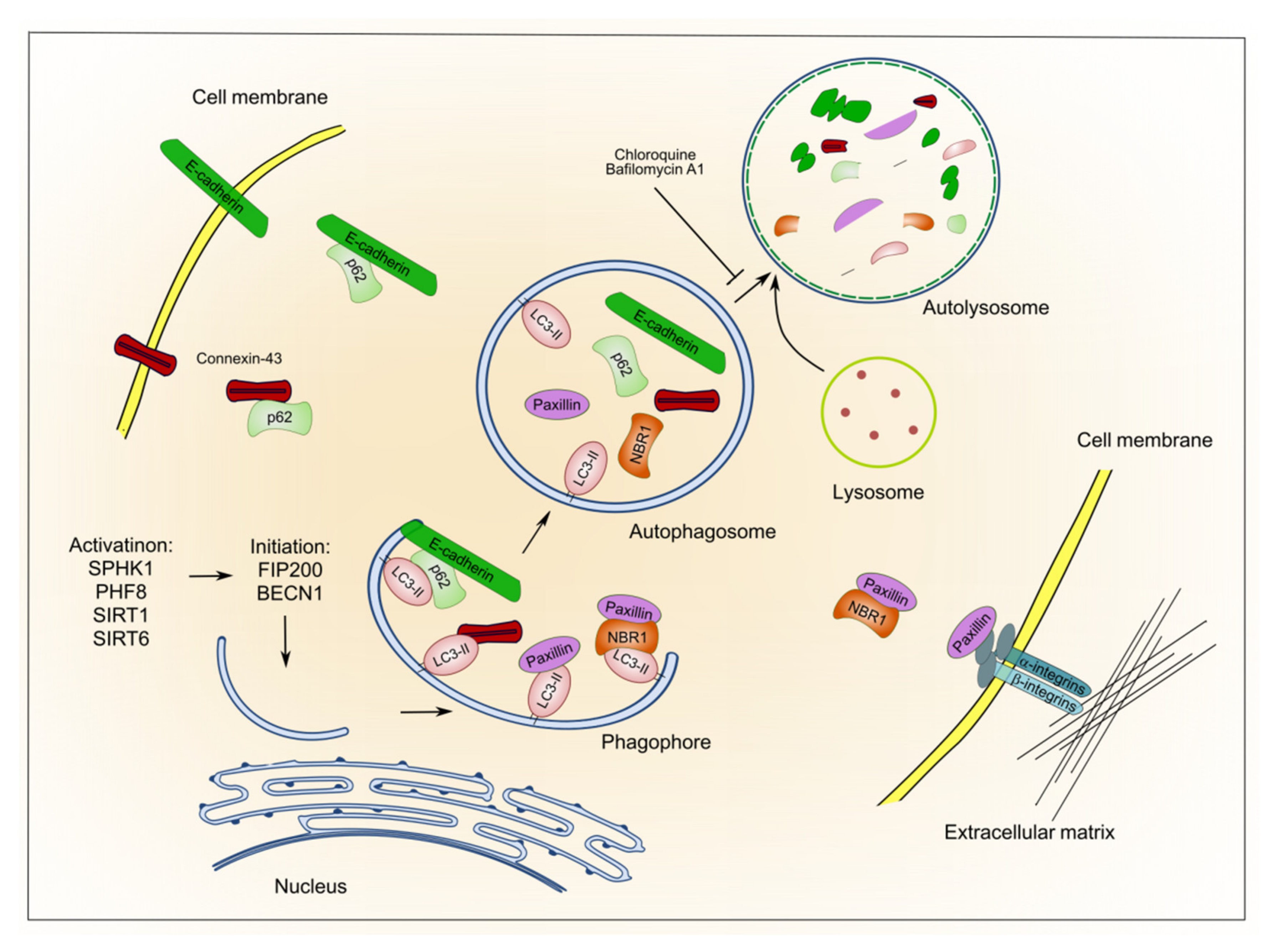 Cancers 13 06328 g002