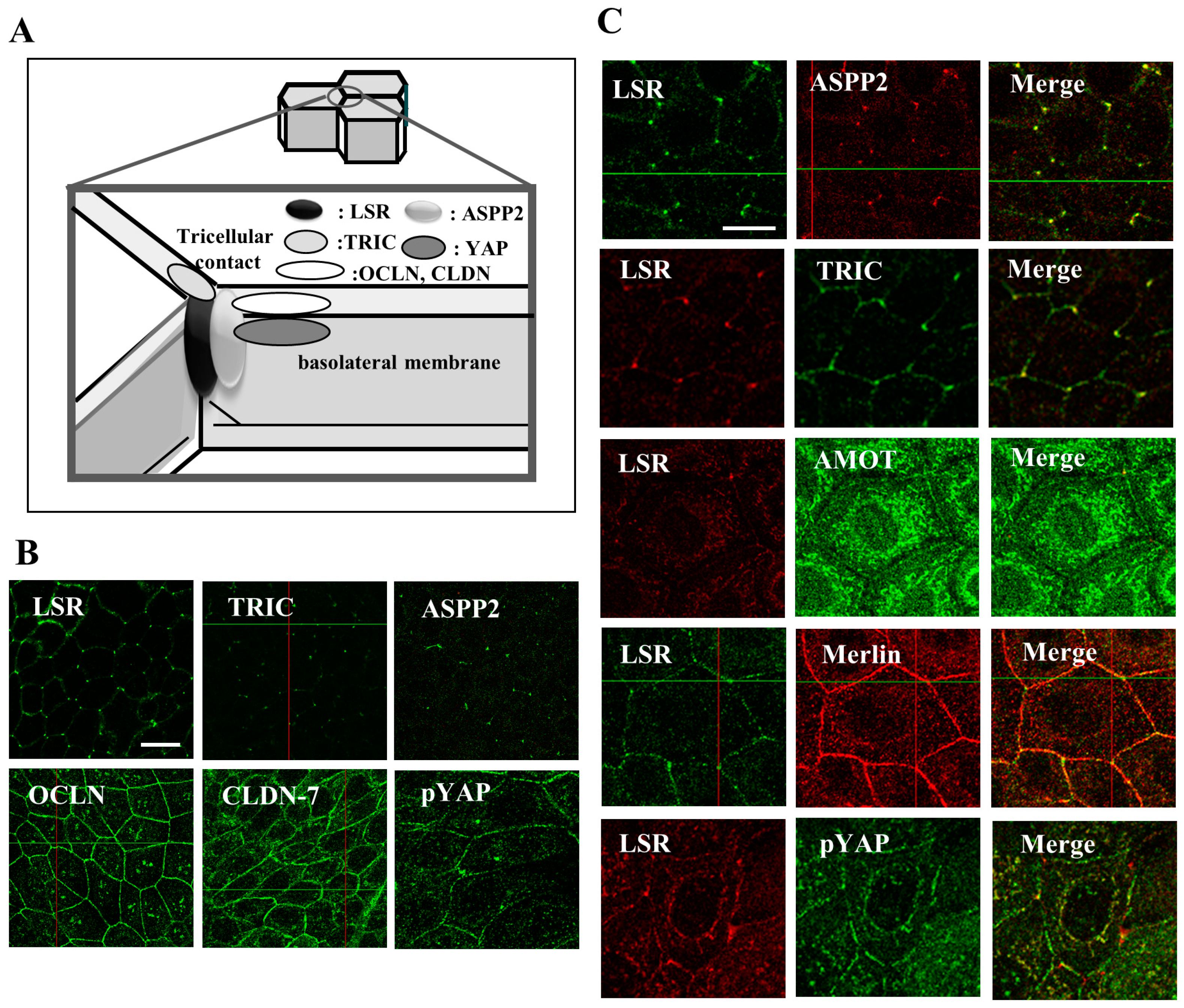 Cancers 13 06341 g001