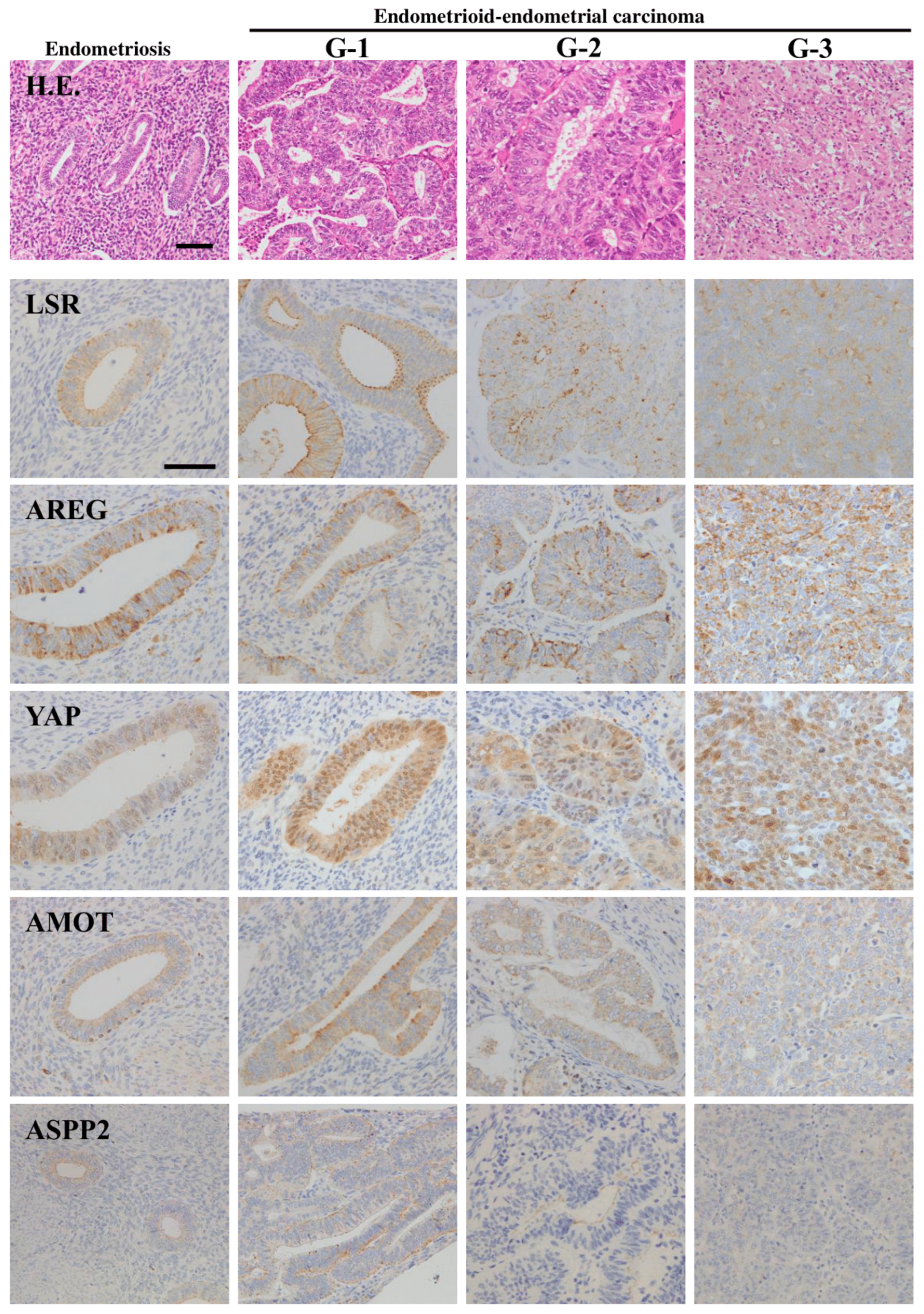 Cancers 13 06341 g002