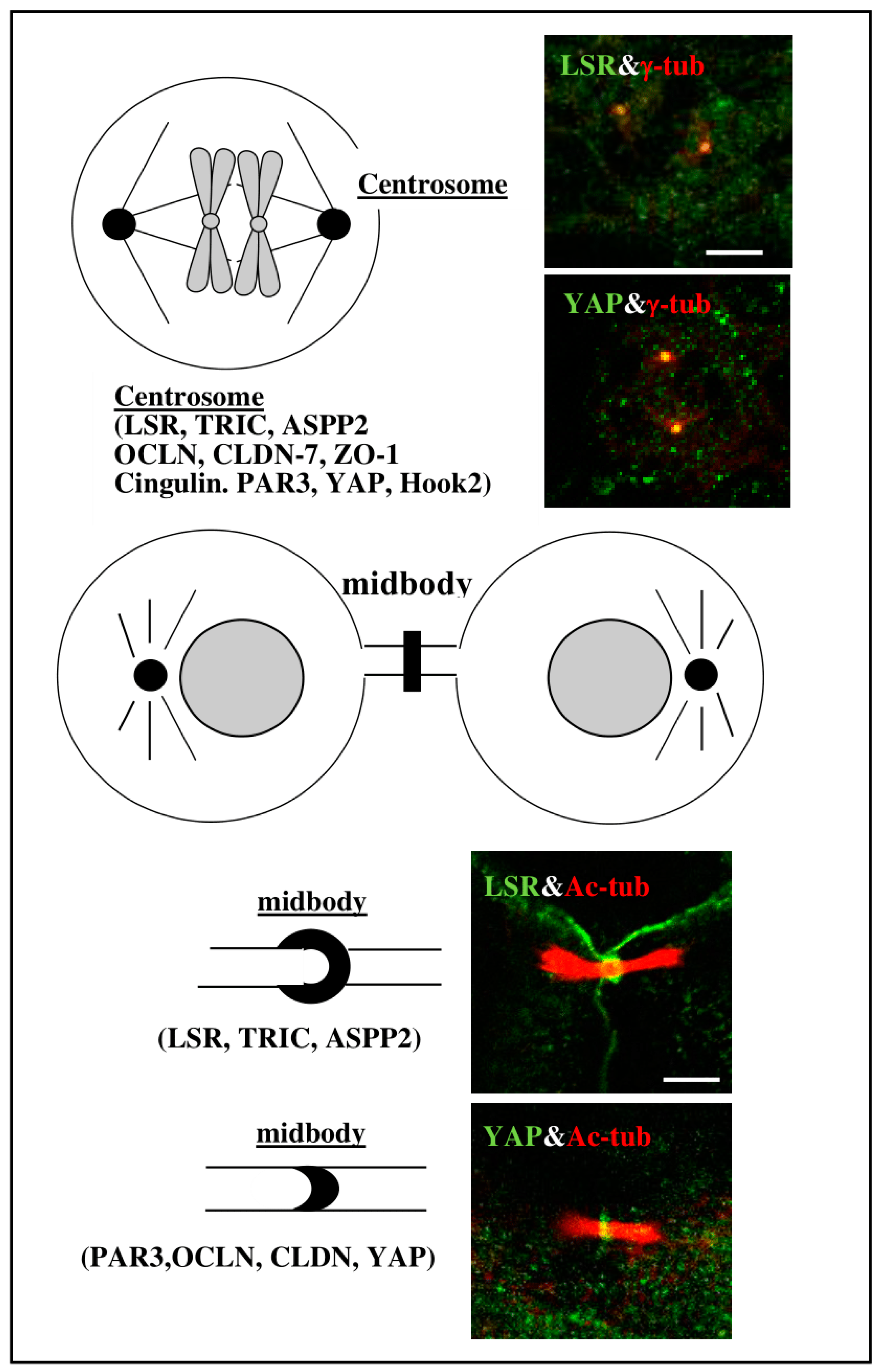 Cancers 13 06341 g004