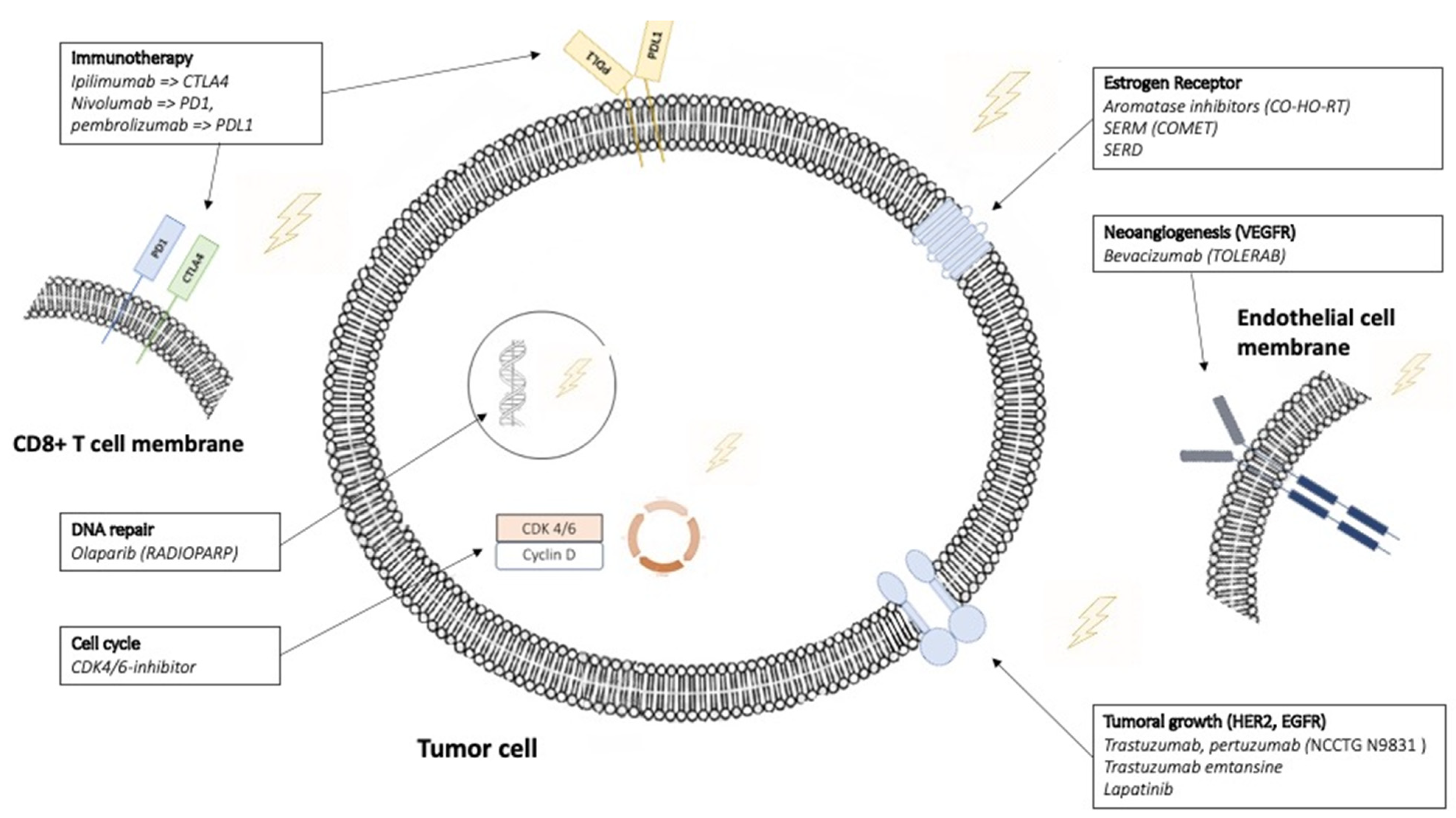 Cancers 13 06358 g001 Cancers 13 06358 g001