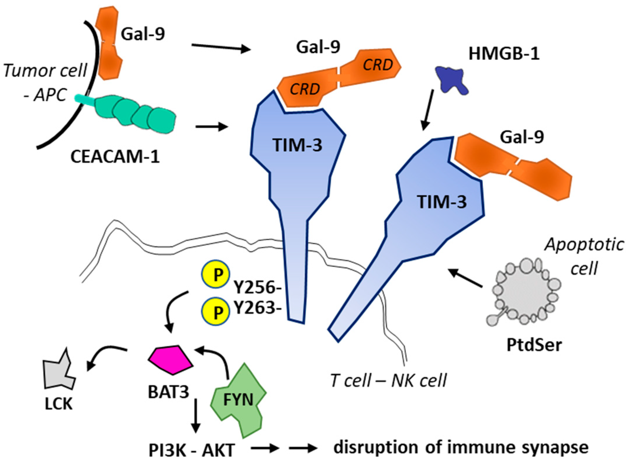 Cancers 13 06365 g002