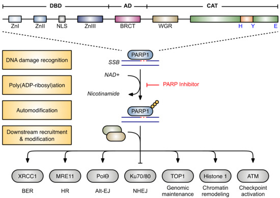 Cancers 13 06385 g001